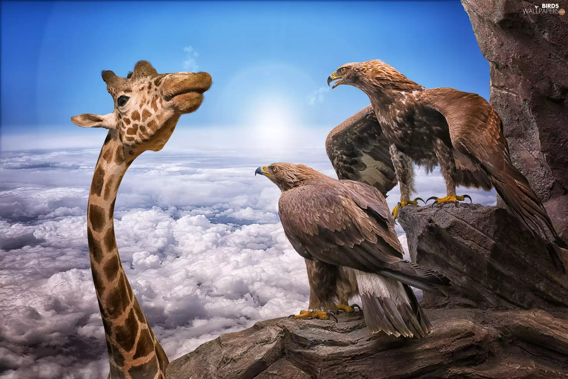 Funny, giraffe, Golden Eagles