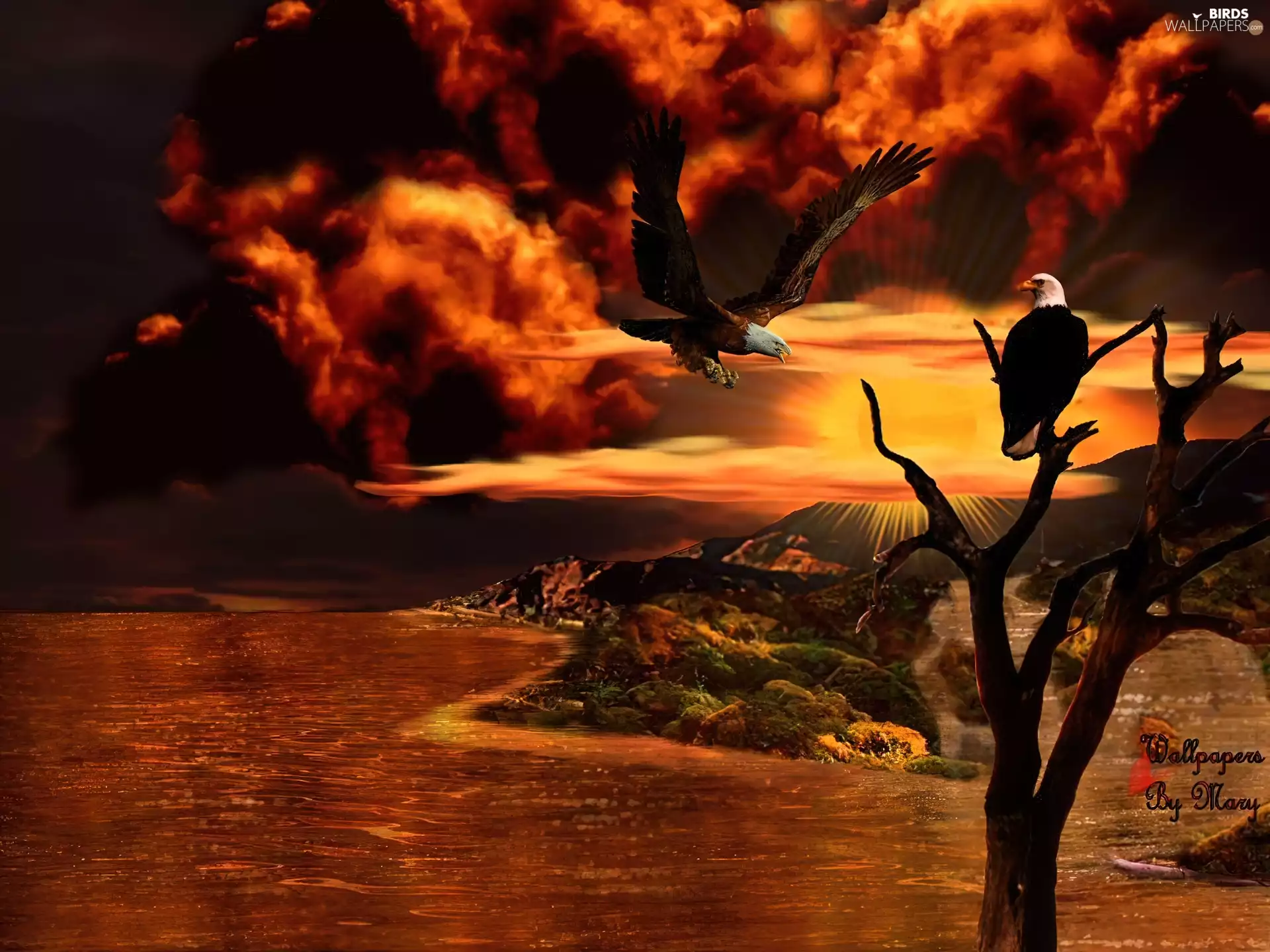 clouds, Eagles, Bald Eagles, Great Sunsets