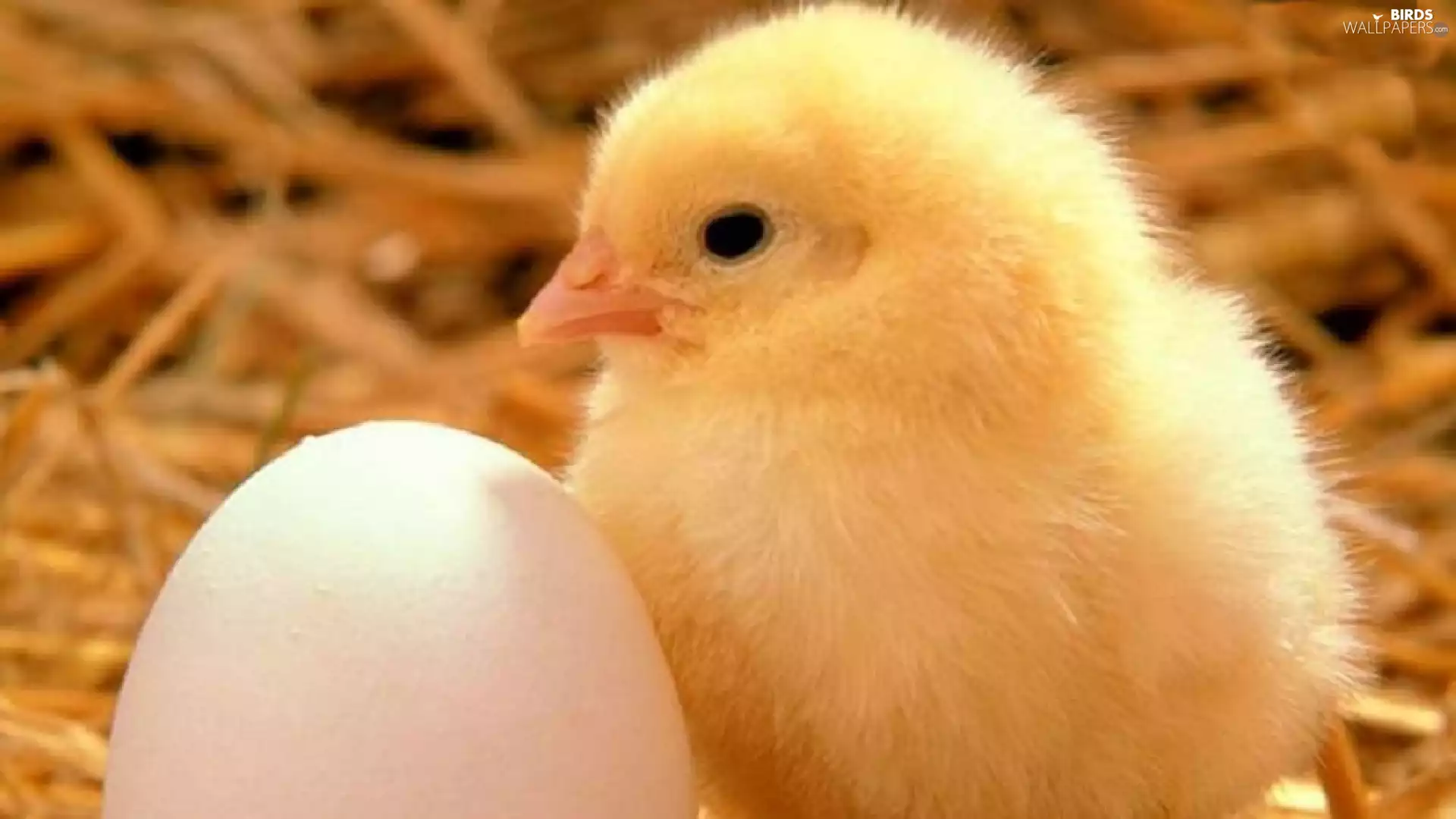 Easter, chicken, egg