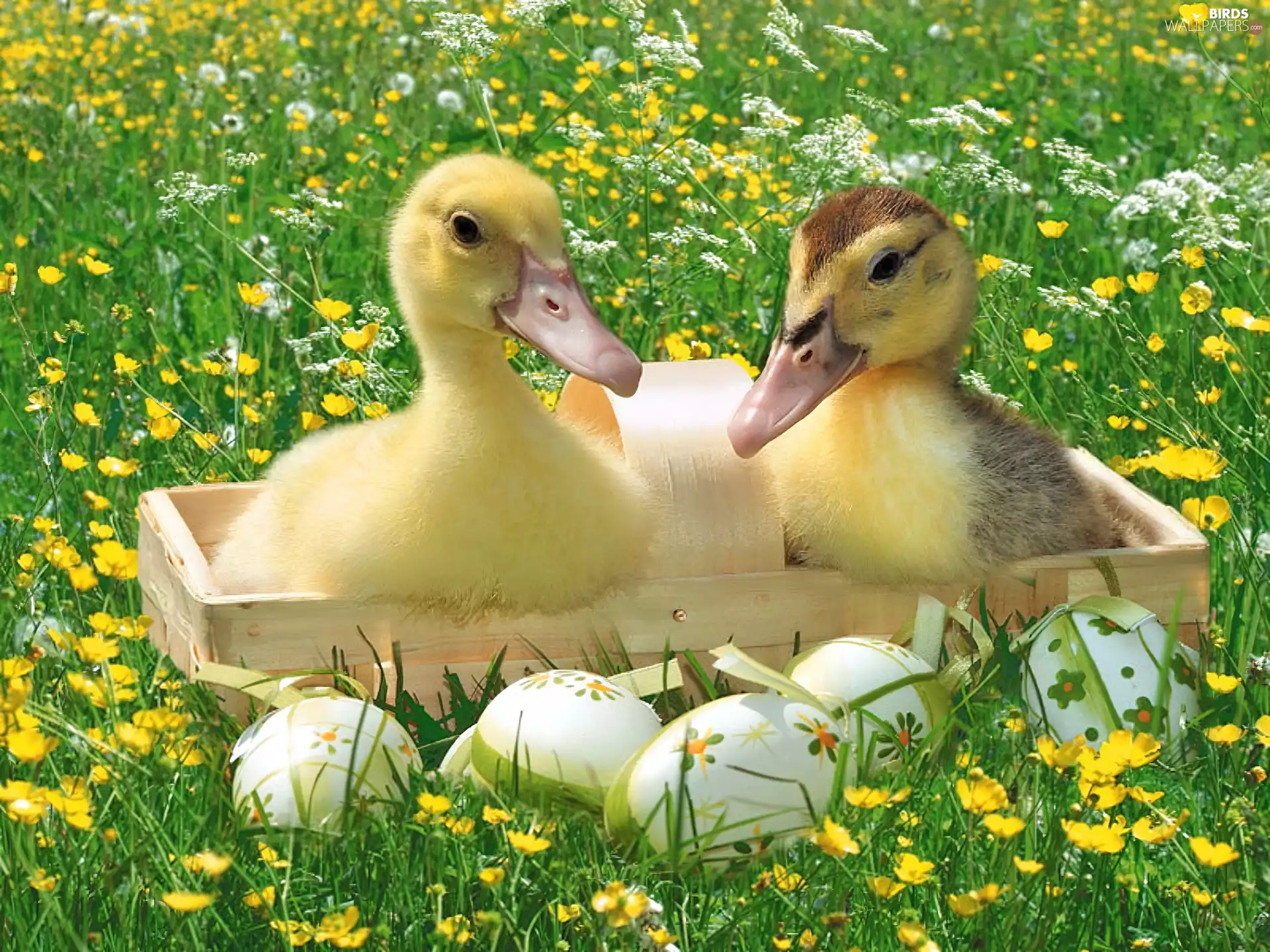 easter, ducks, eggs