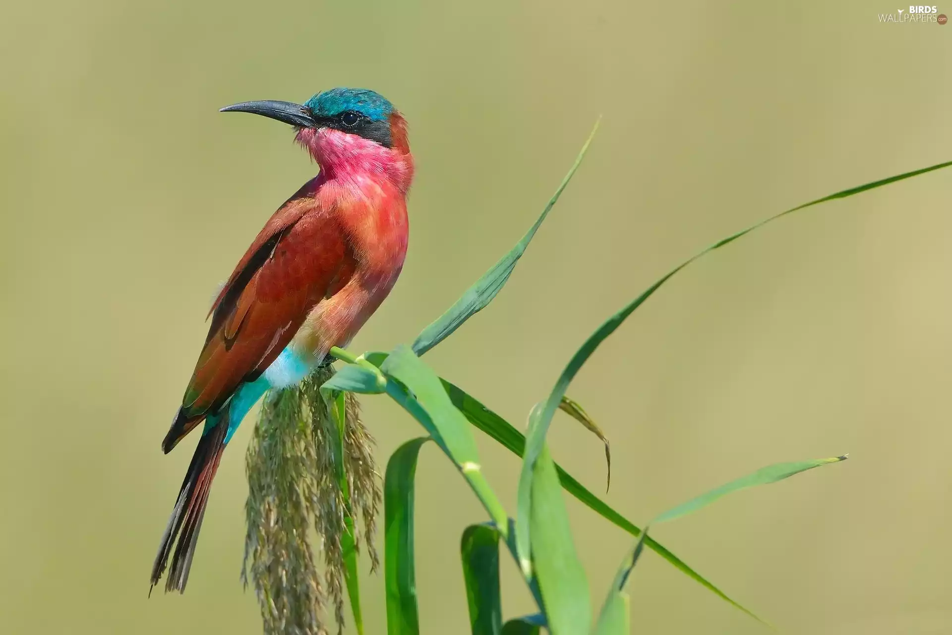 Bee-Eater, Bird, Bee-Eater