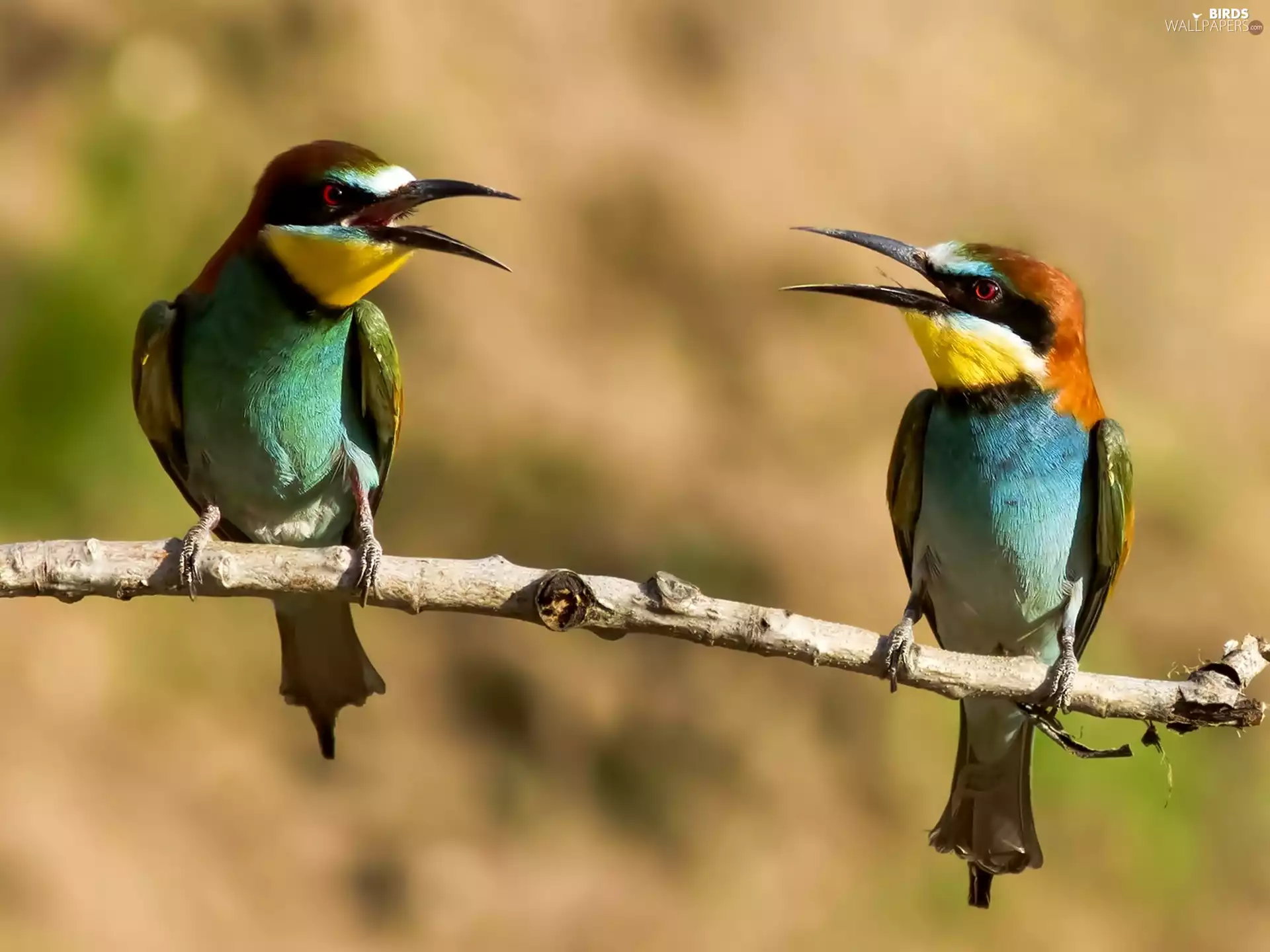 twig, birds, bee-eater, Two cars