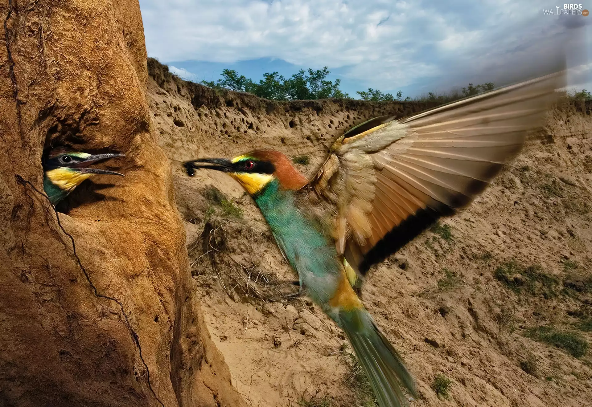 food, hollow, bee-eater