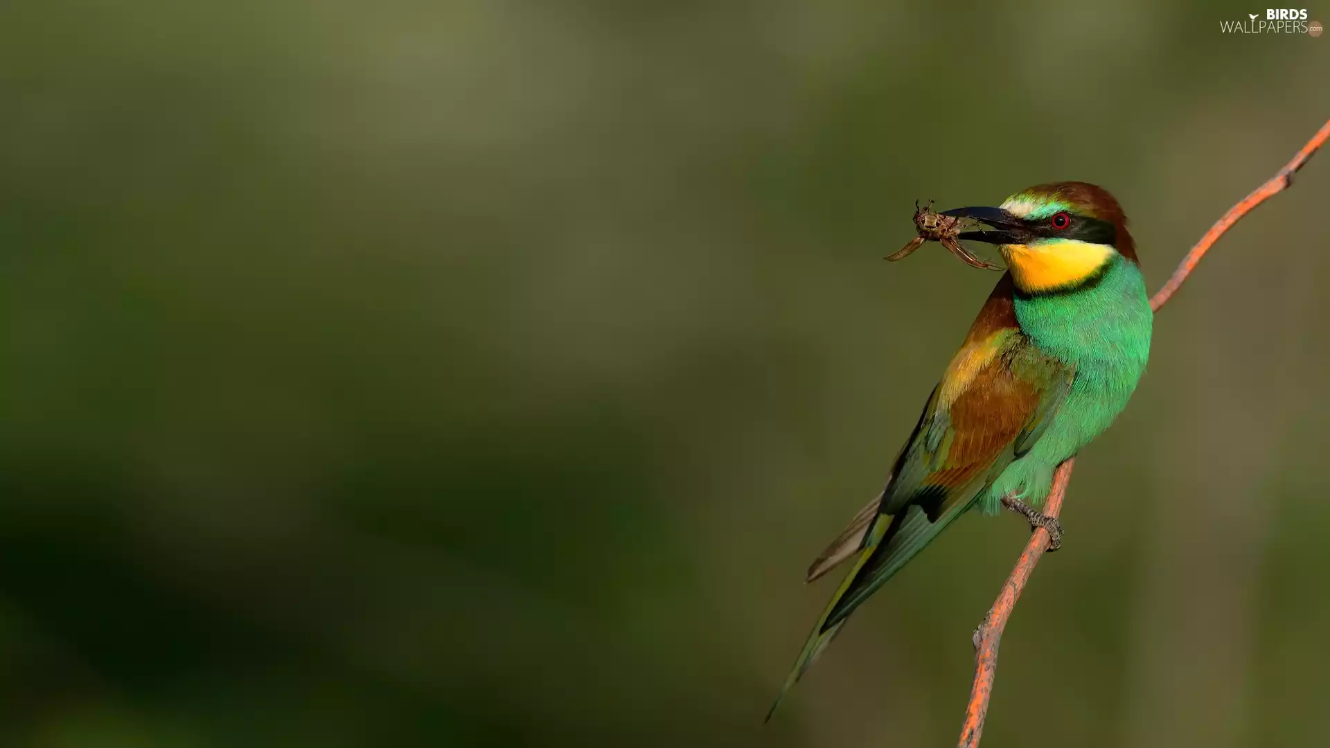 Insect, Bird, bee-eater