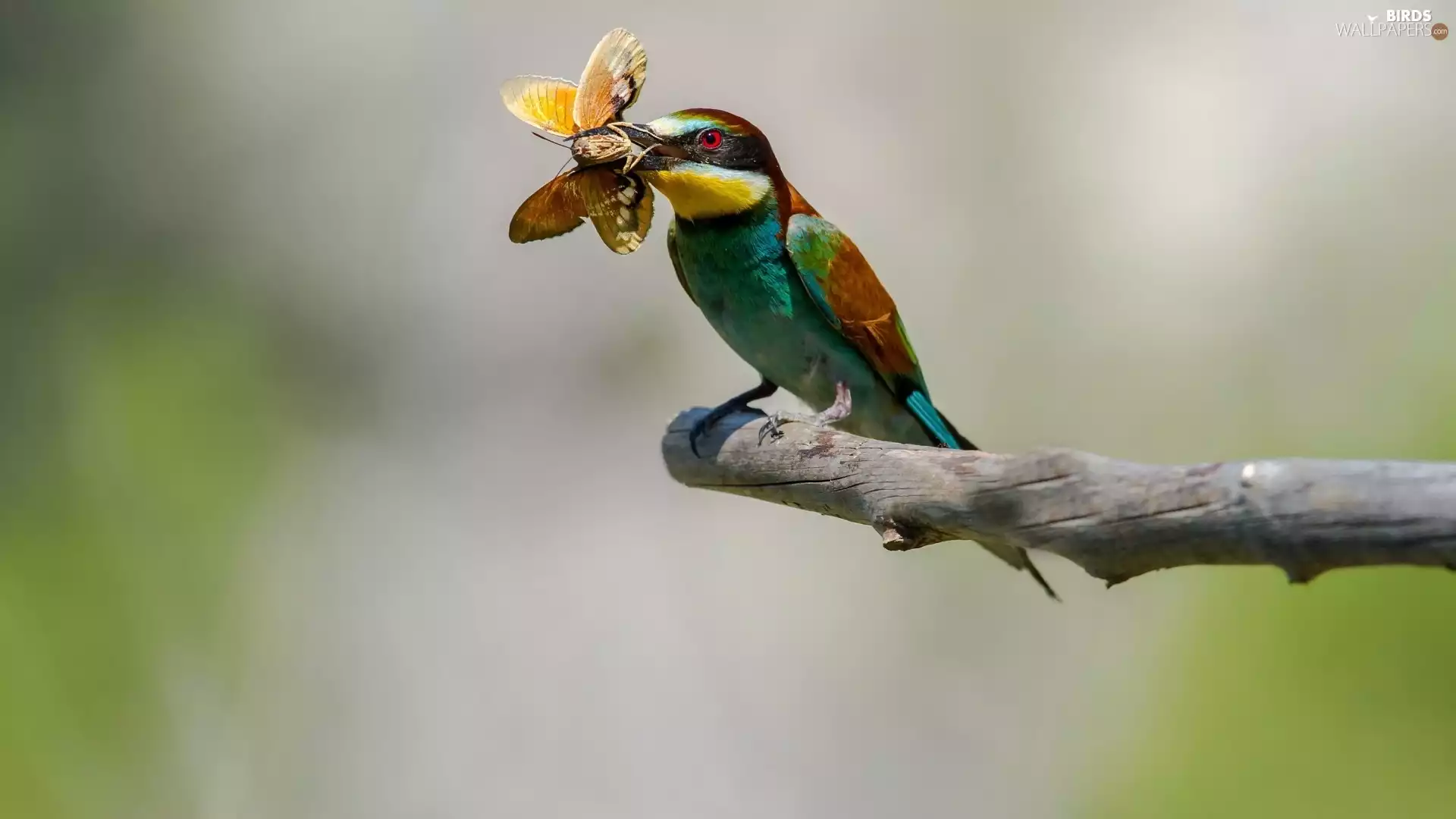moth, Bird, bee-eater
