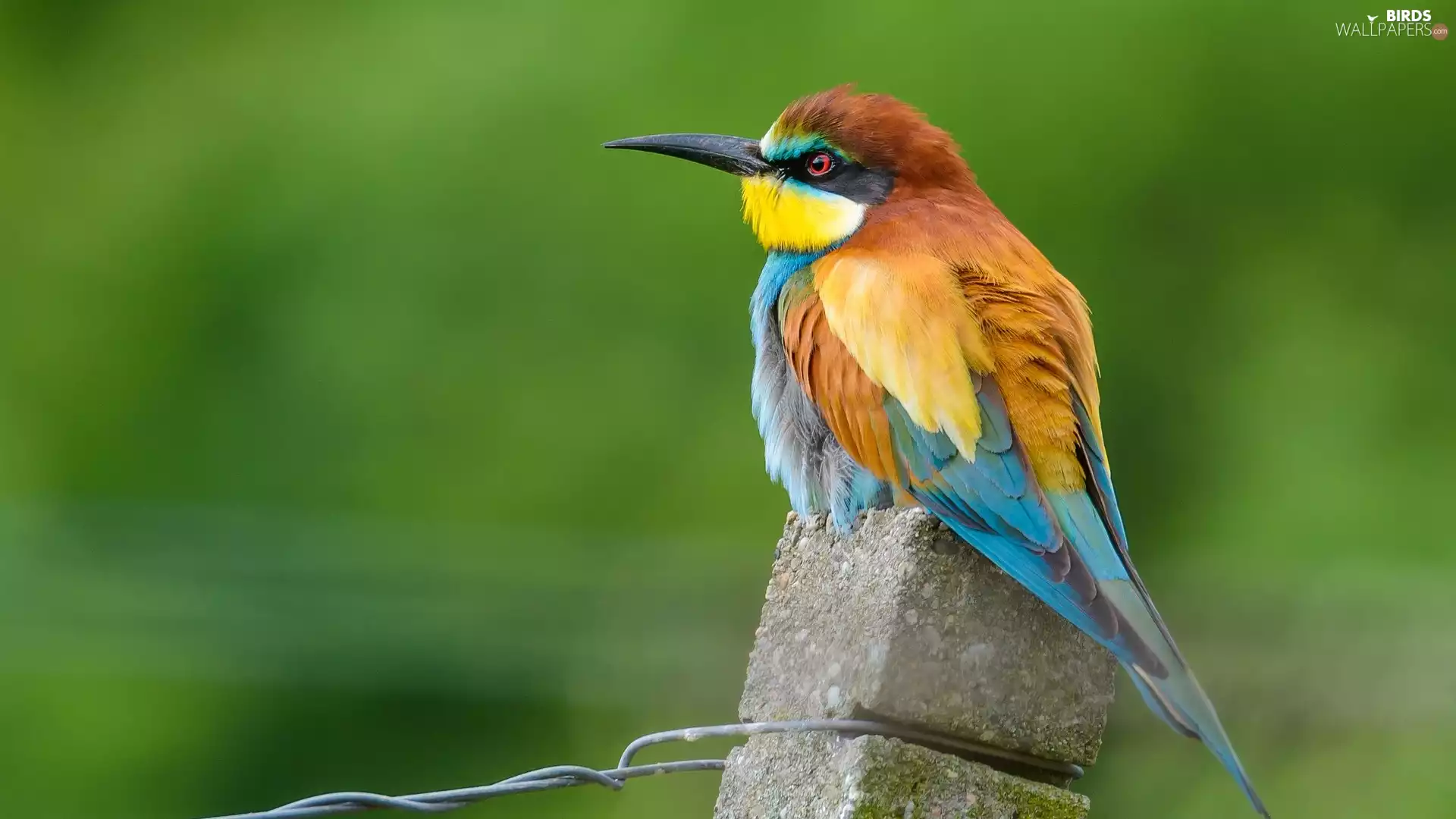 post, Coloured, bee-eater