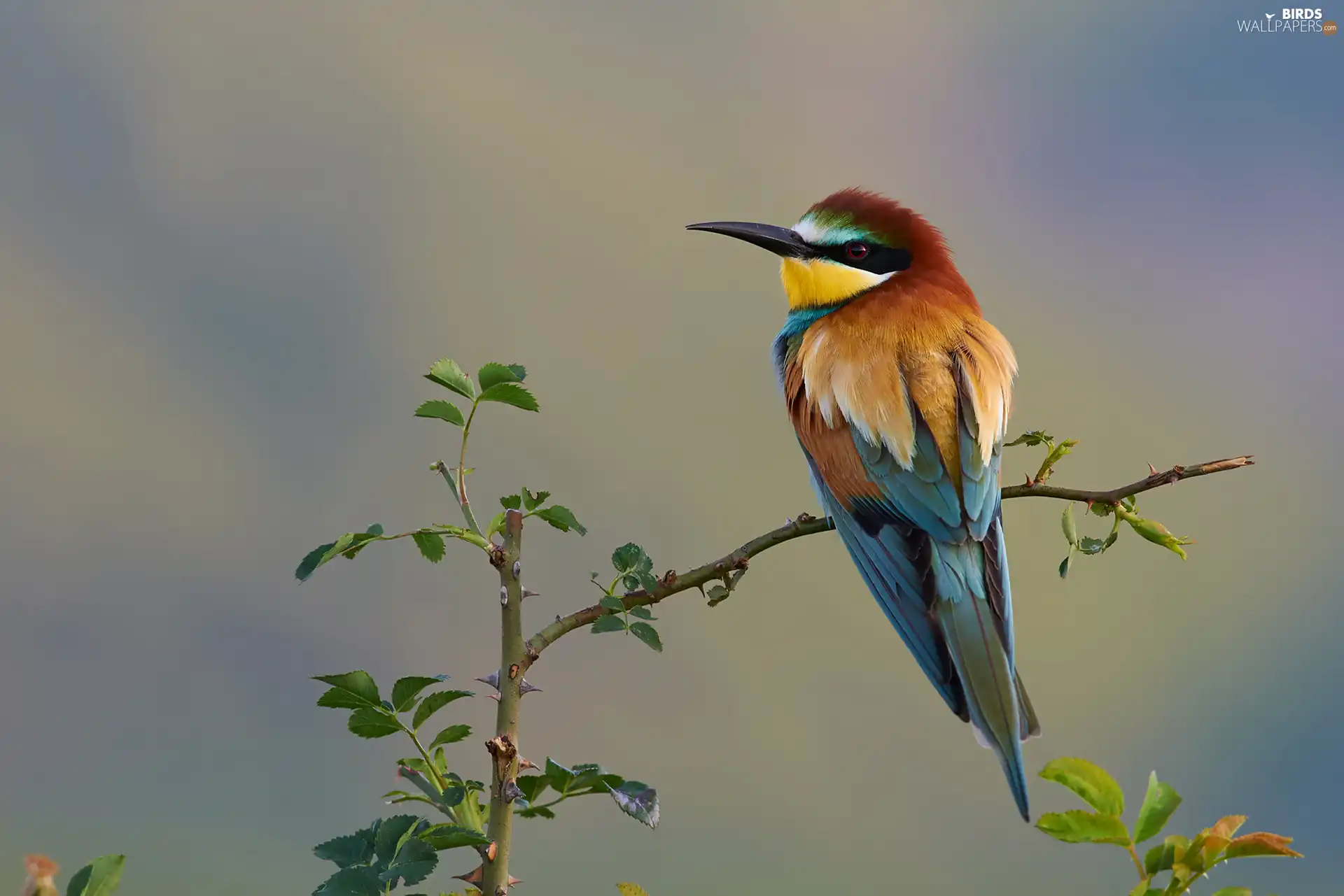 twig, Bird, bee-eater