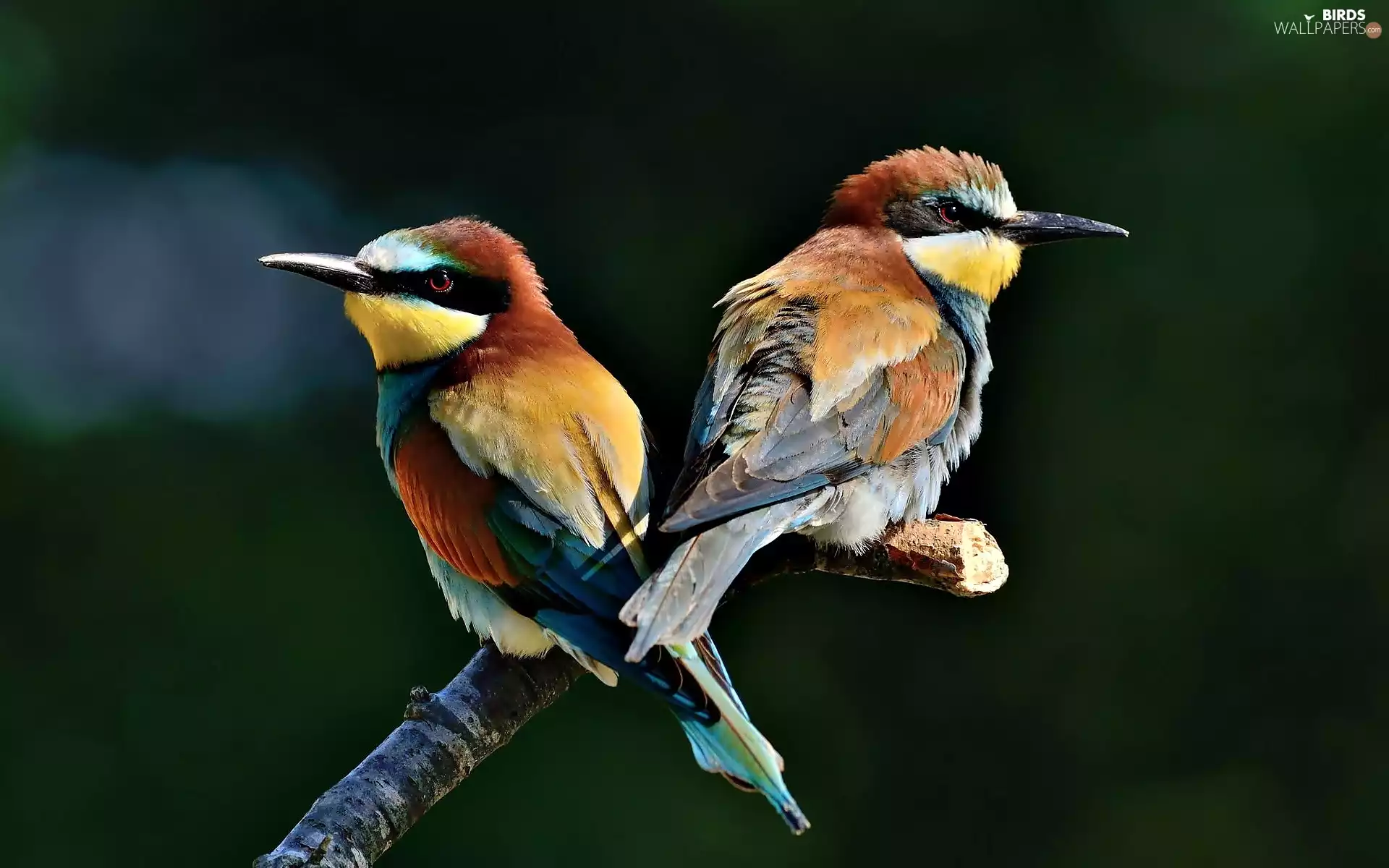 bee-eater, Two cars, birds