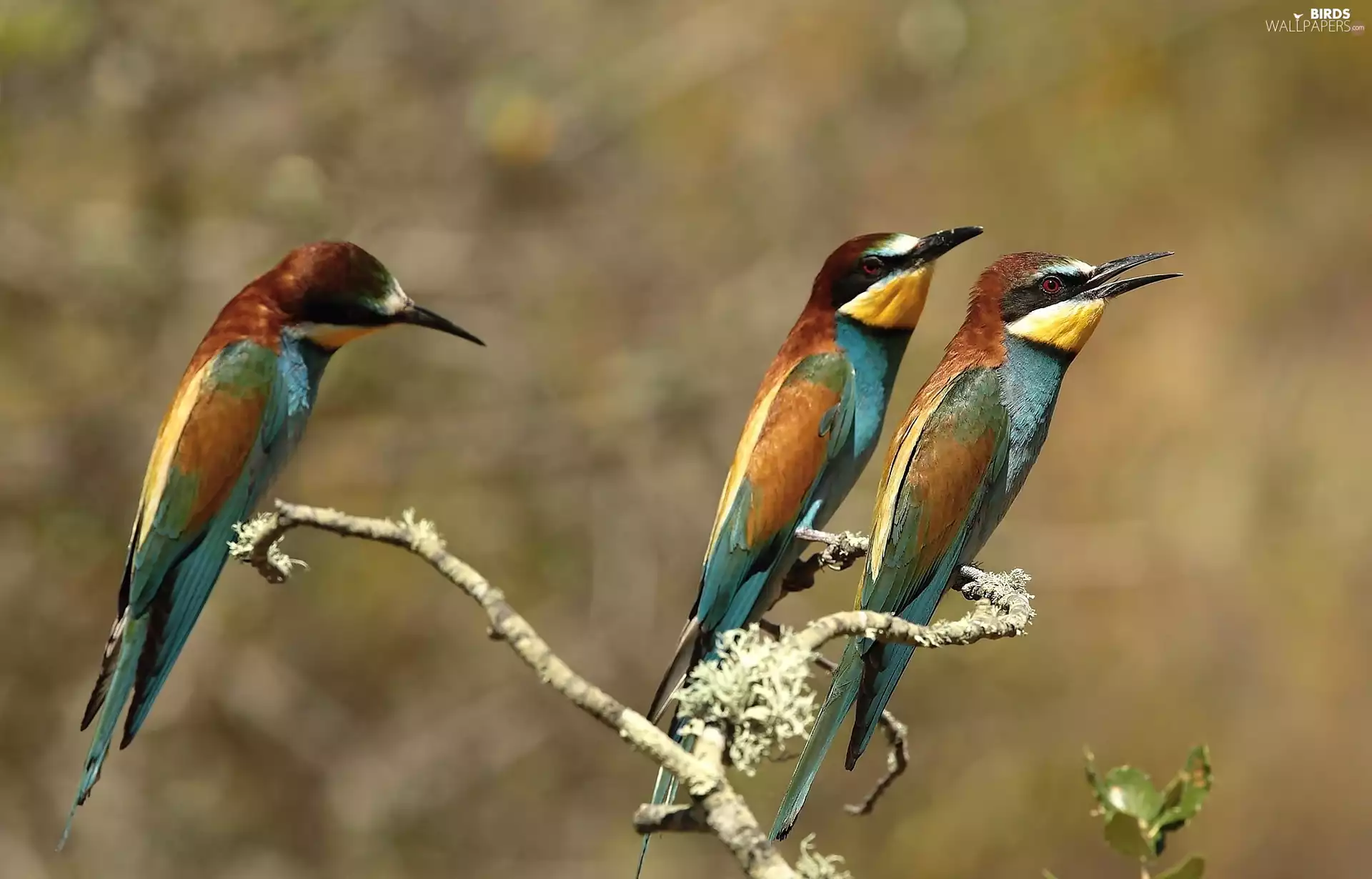twig, Three, Bee-eaters