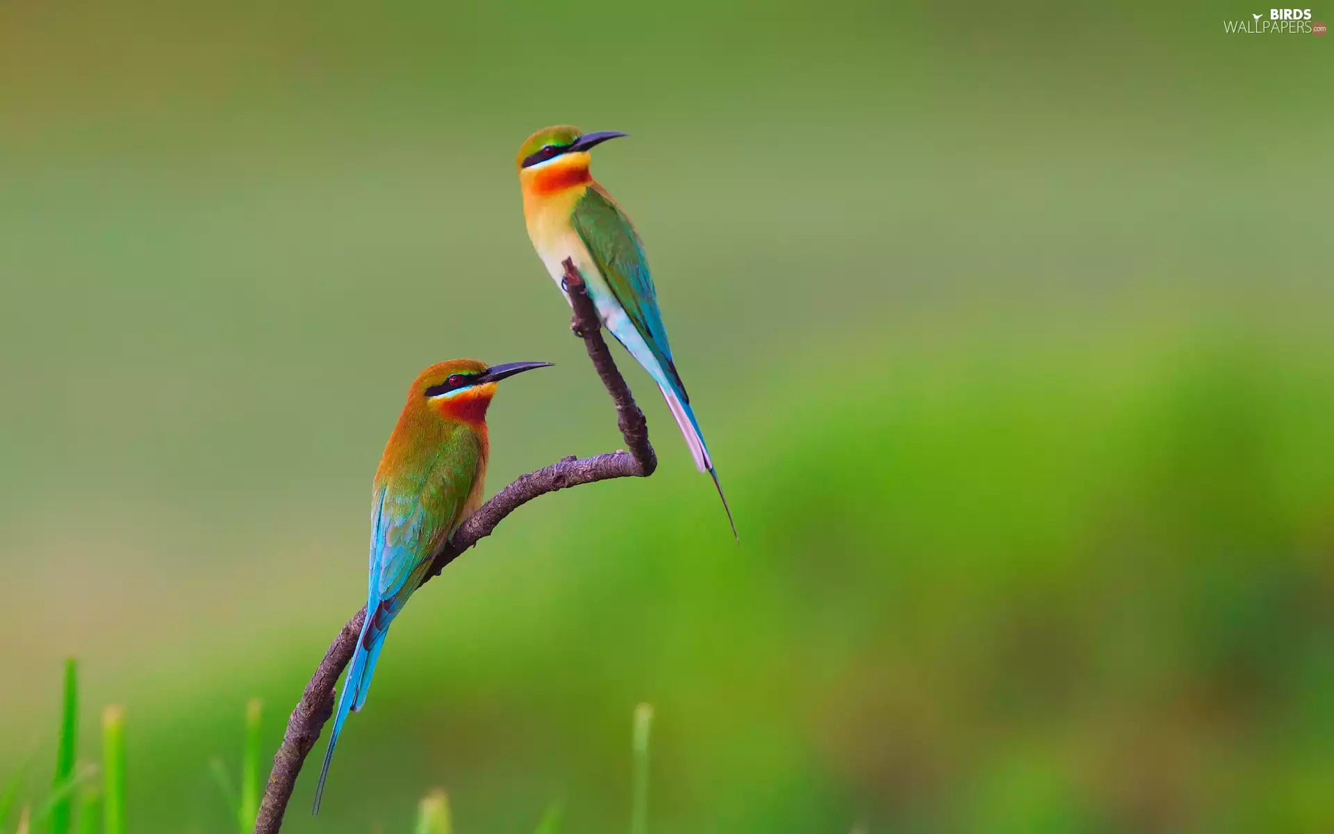 twig, Two, Bee-eaters