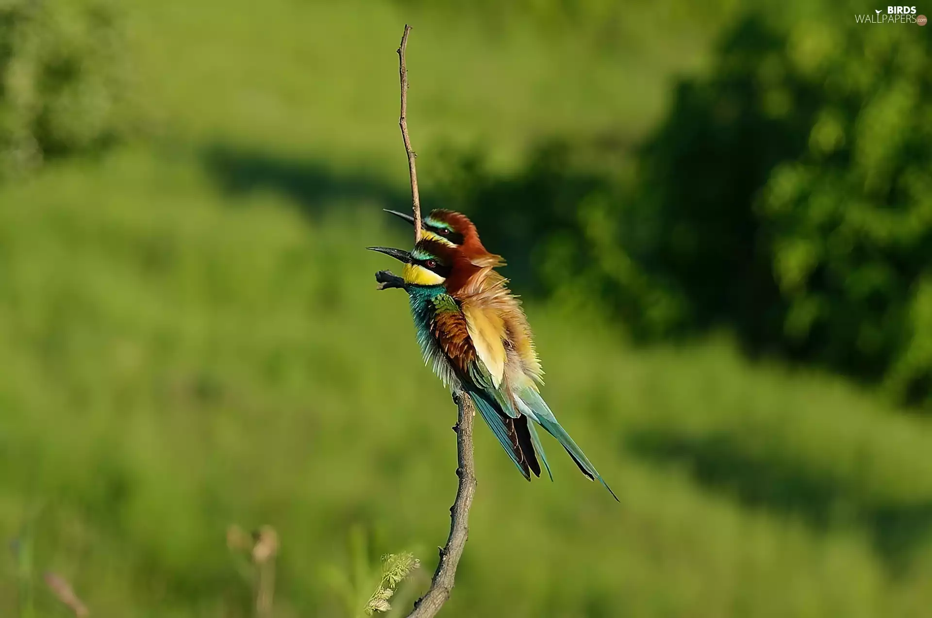 twig, Two, Bee-eaters