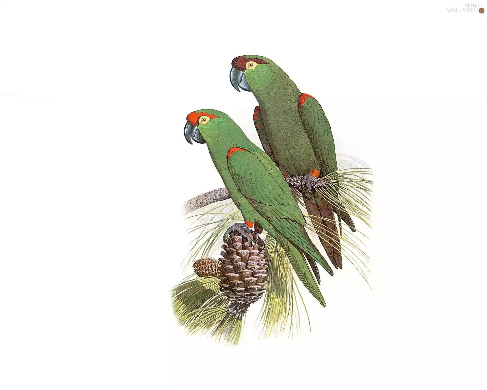 green ones, cone, Edward Lear, Parrots