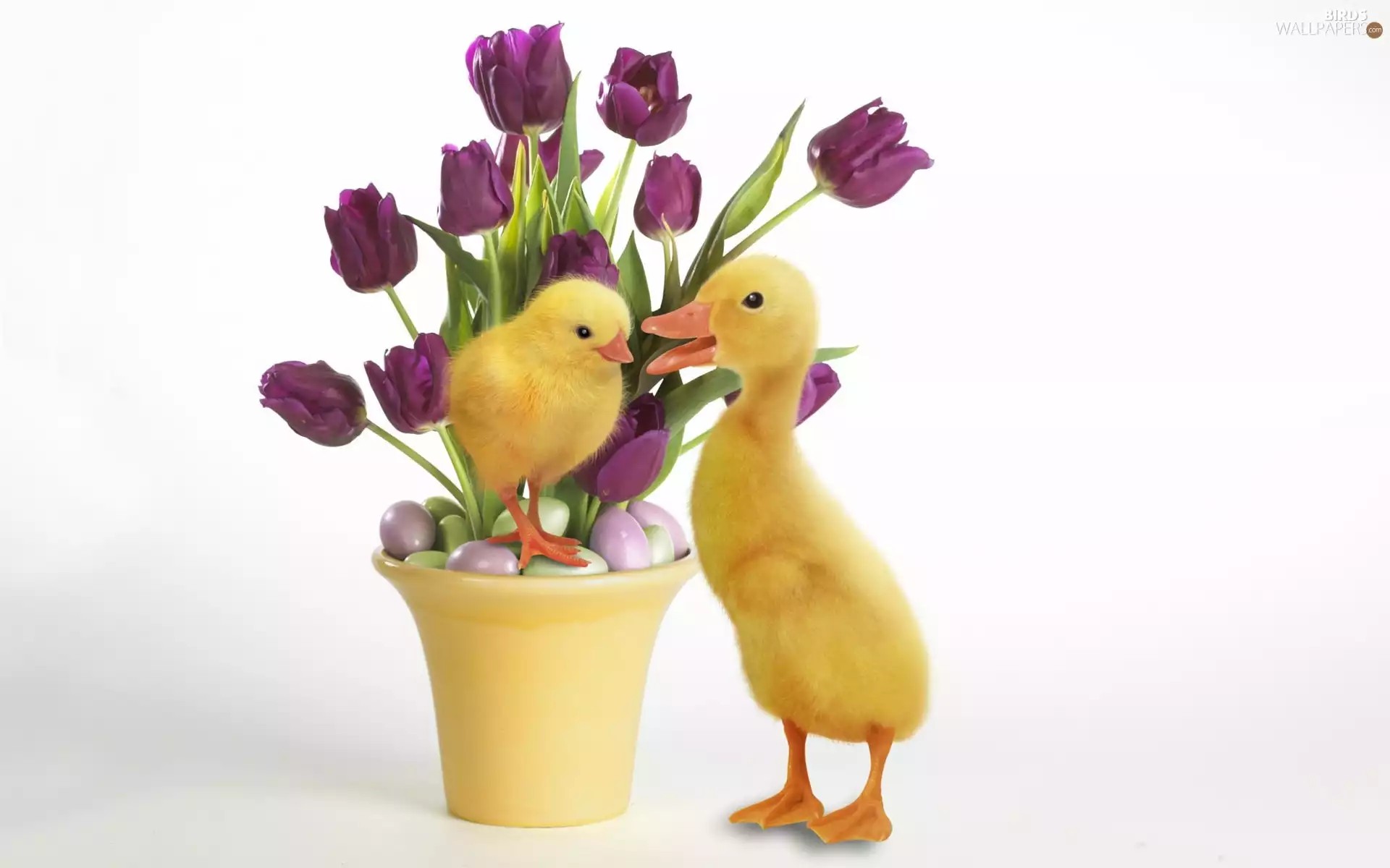 tulips, eggs, duck, bouquet, chick