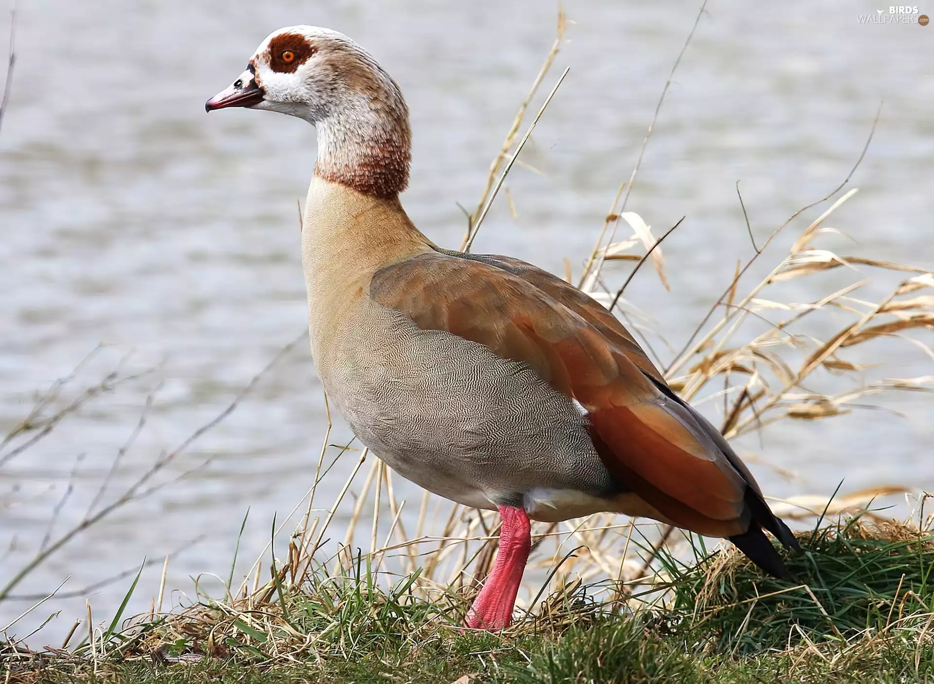 Egyptian Goose