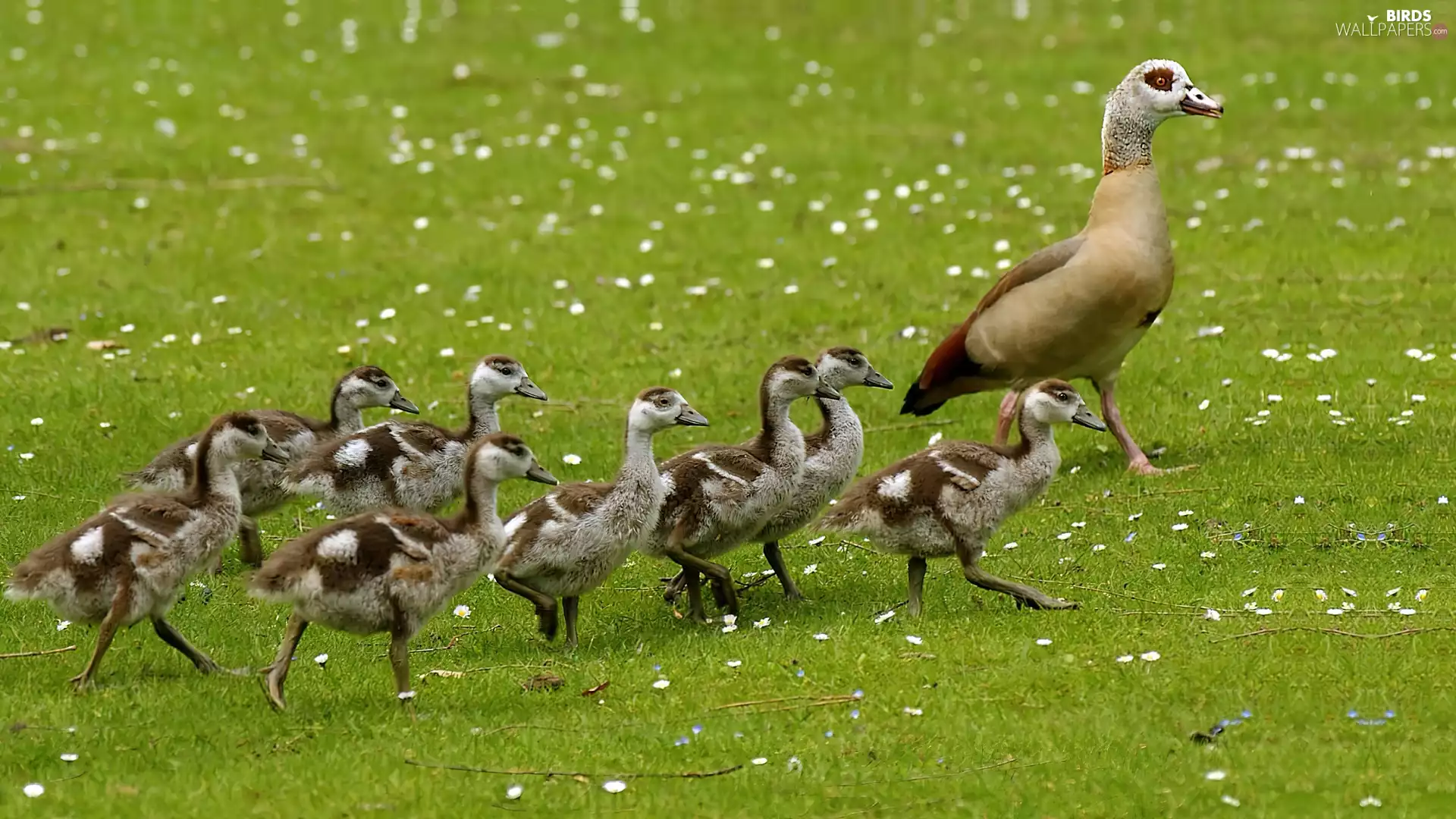 Egyptian Goose, young