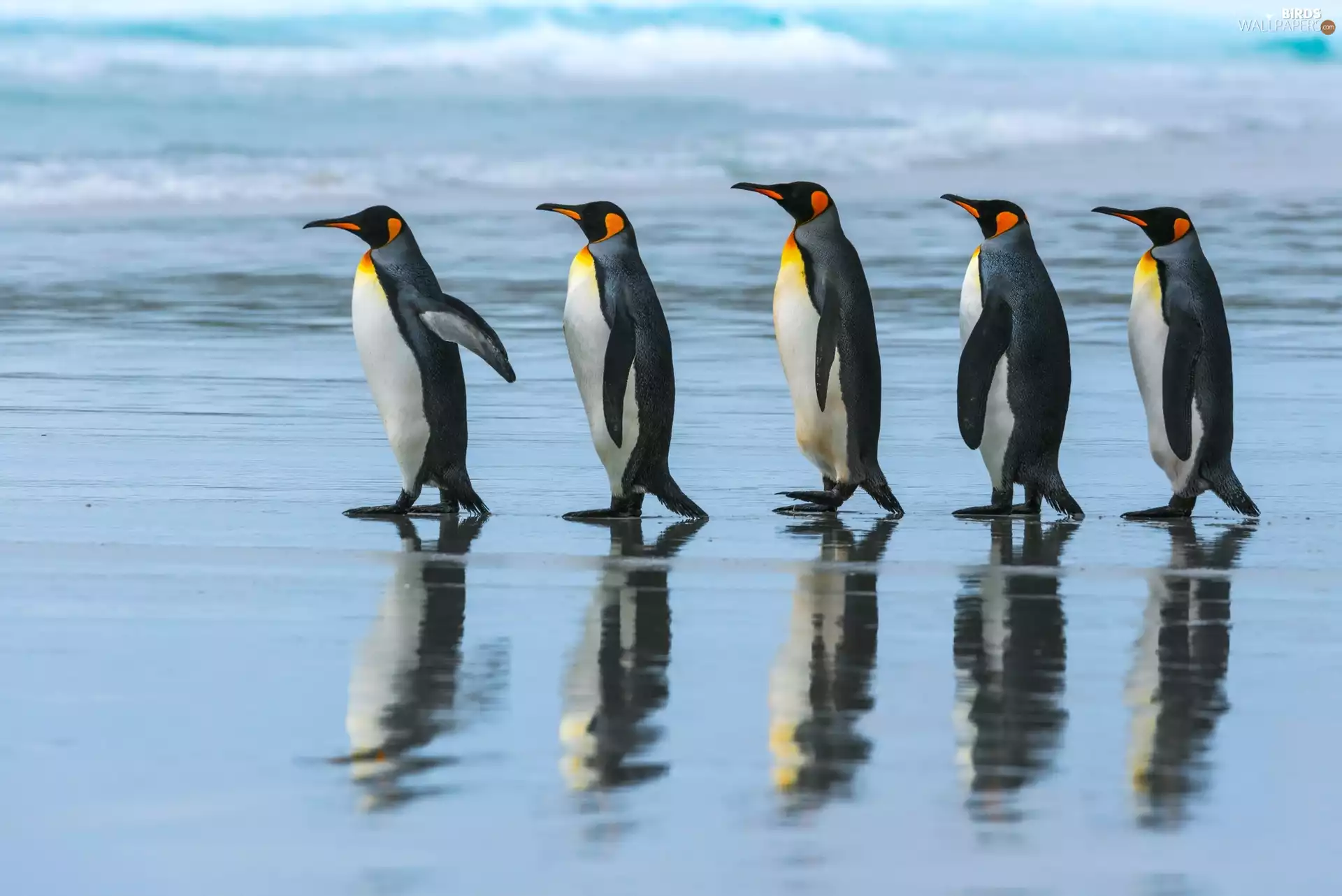 Emperor Penguins