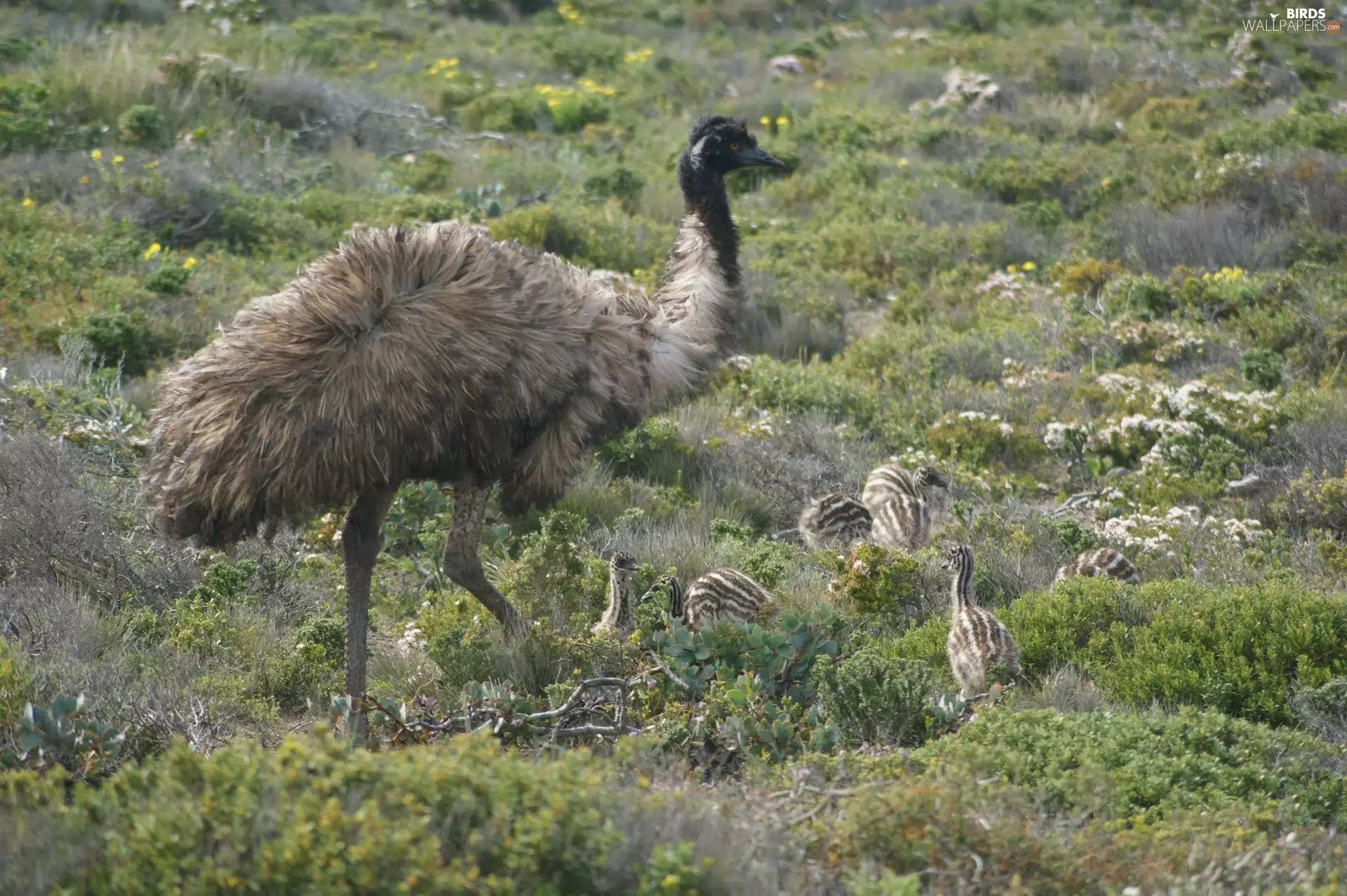ostrich, chick, Plants, Emu