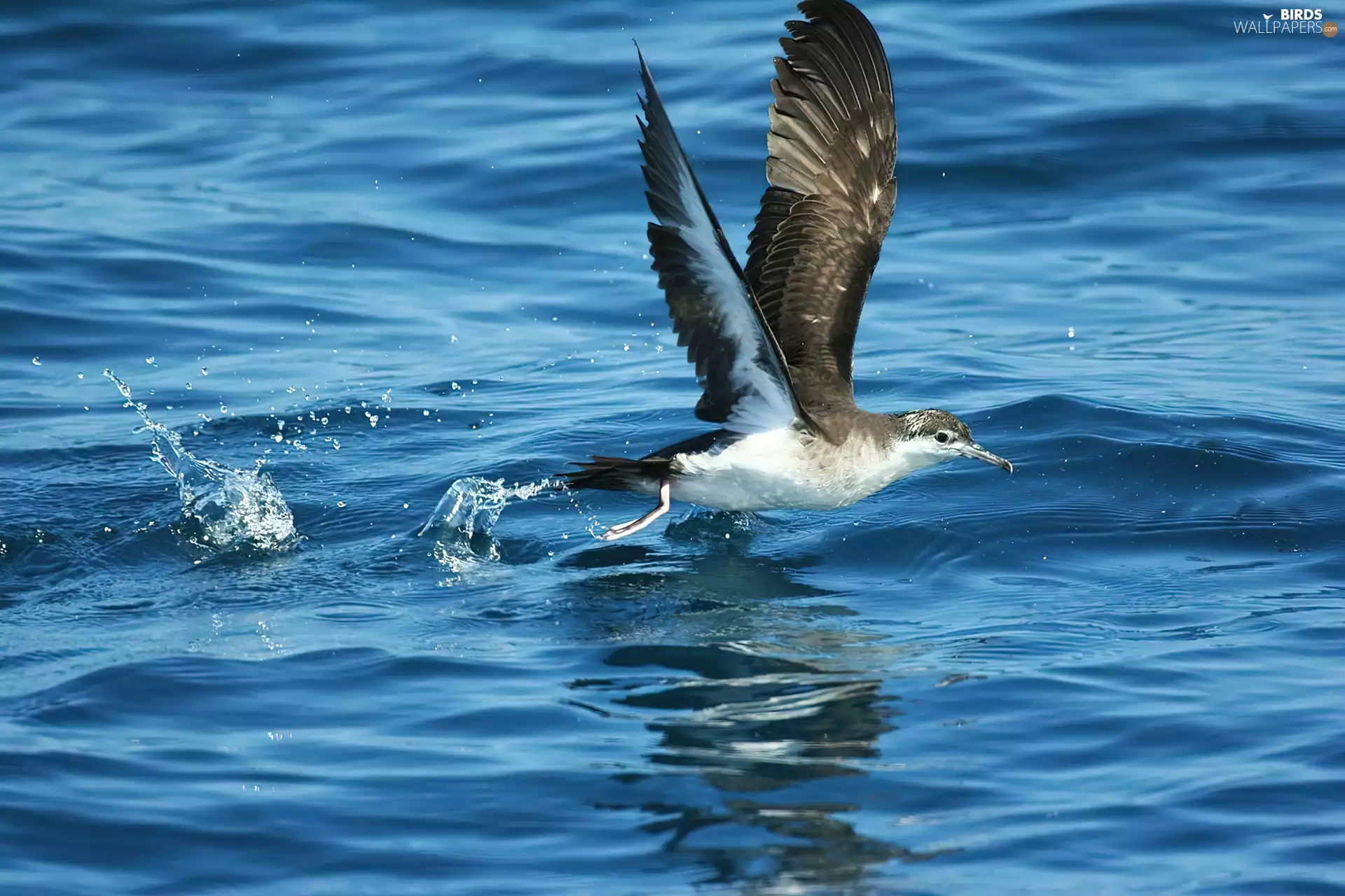 Cory Equatorial, water, flight, wings