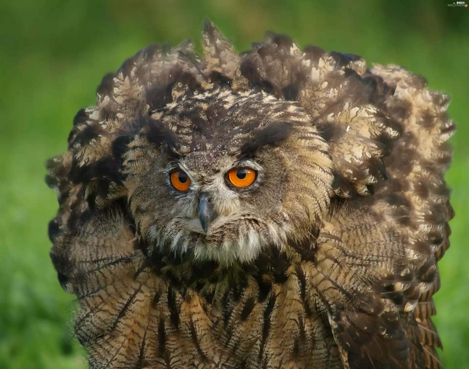 erect, eagle-owl