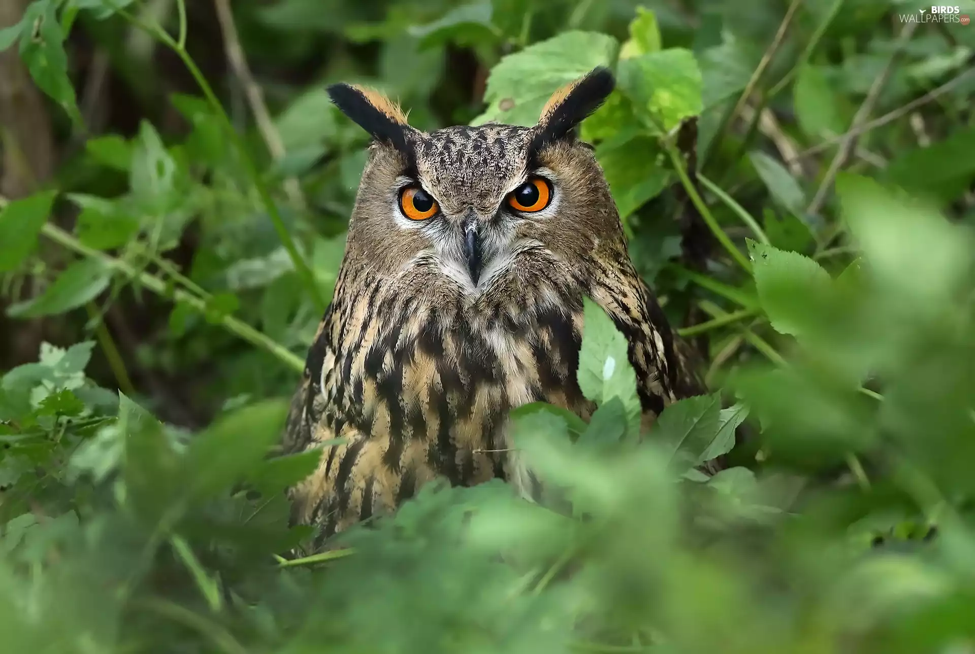 owl, Leaf, blur, Eurasian Eagle-Owl