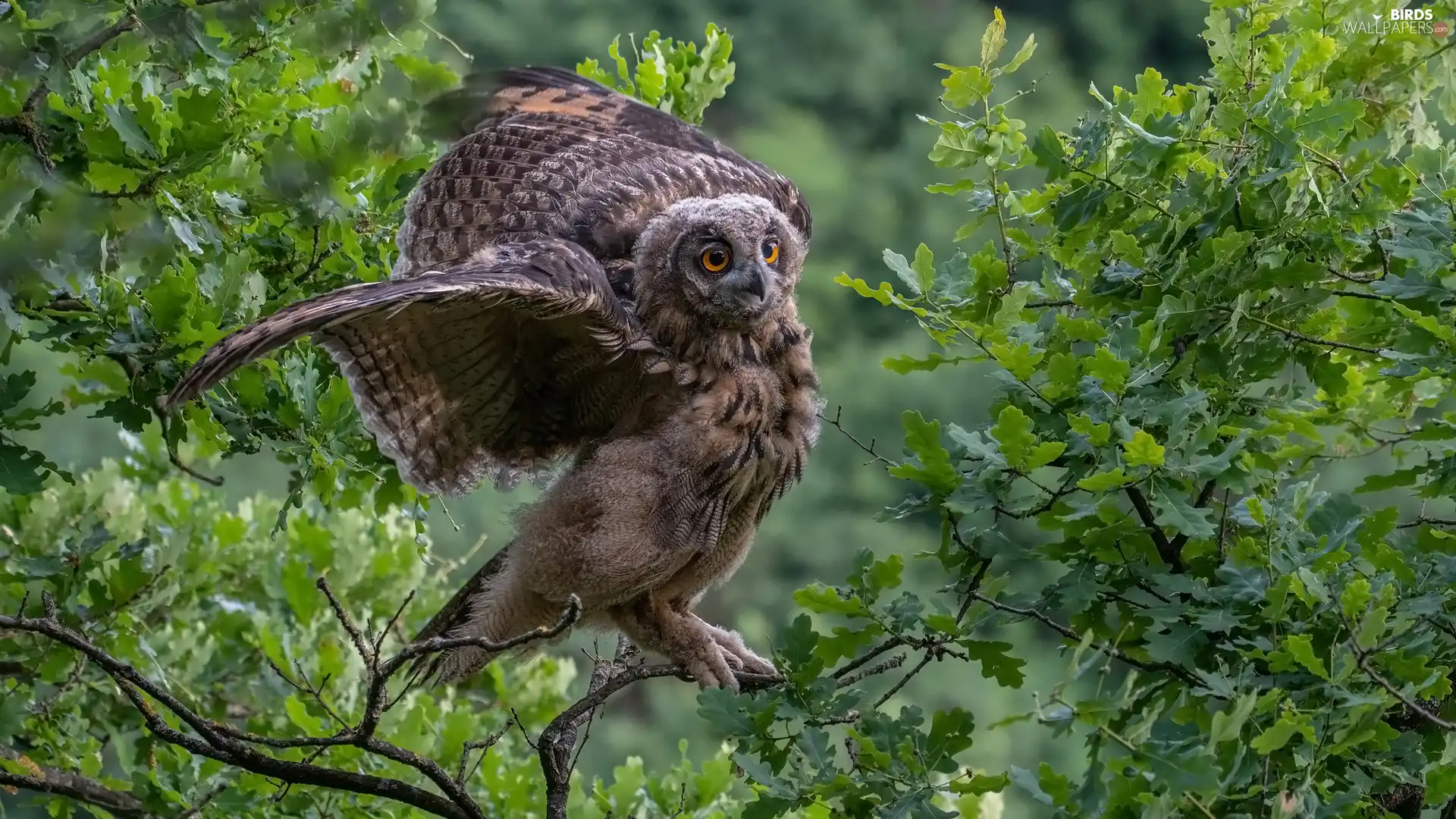 owl, trees, Leaf, Eurasian Eagle-Owl