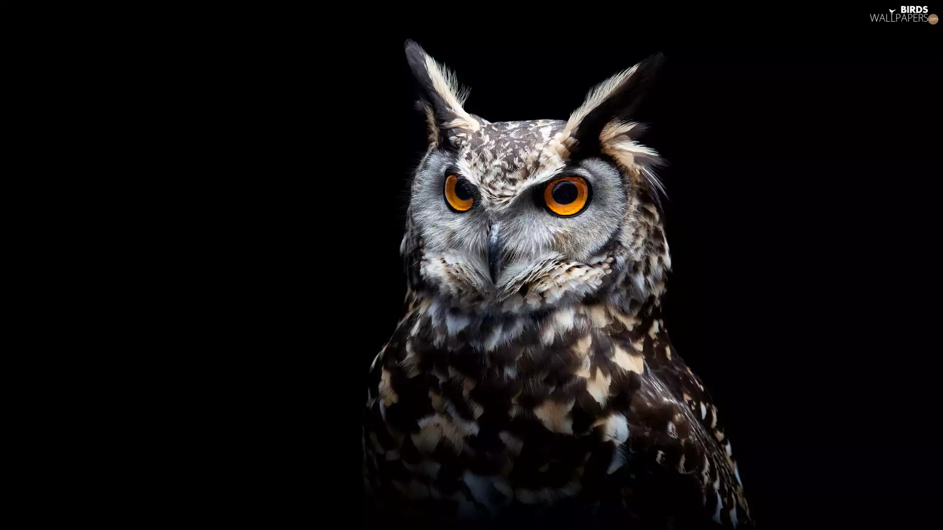 black background, owl, Eurasian Eagle-Owl