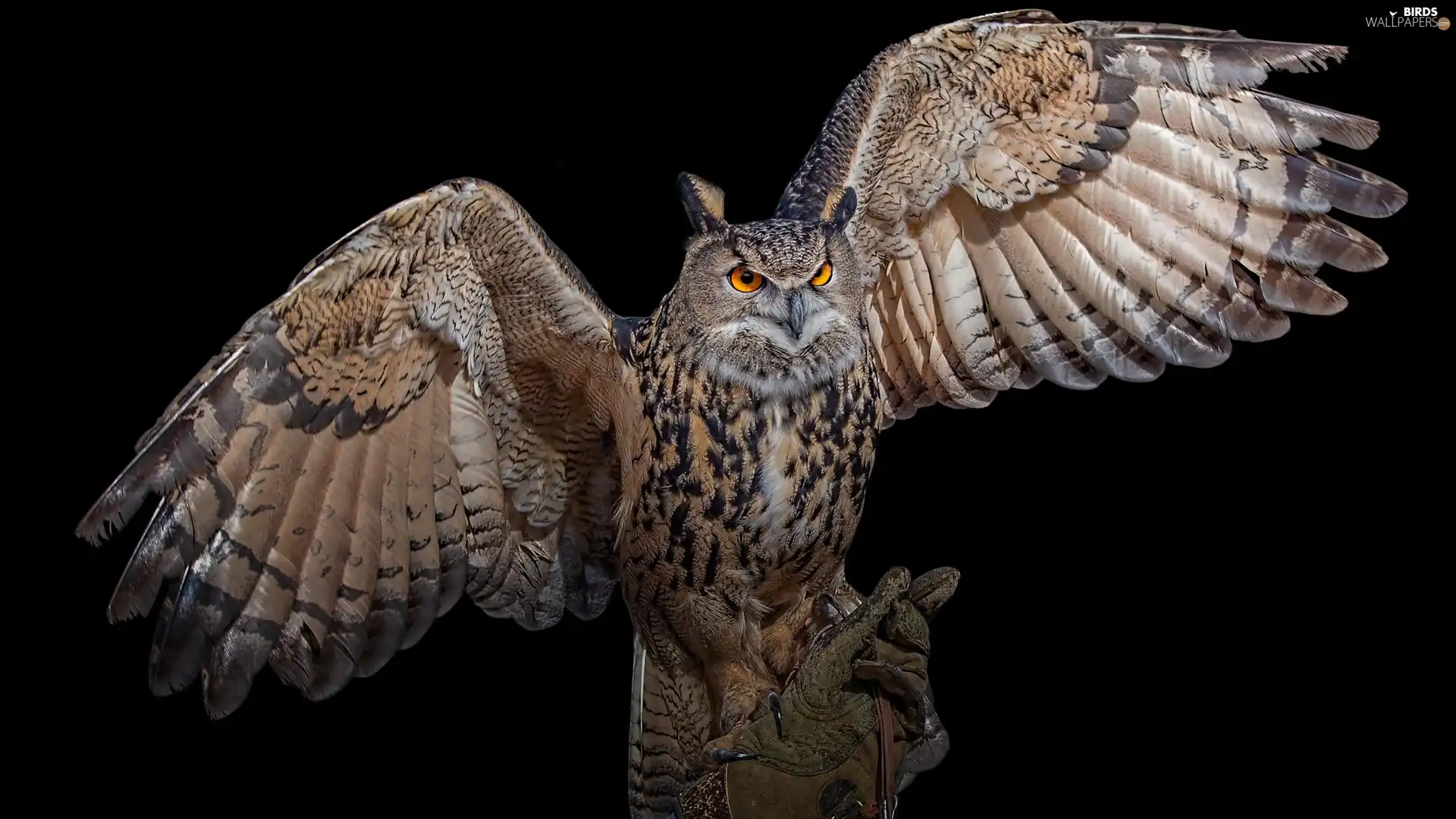 spread, wings, owl, Eurasian Eagle-Owl, Bird