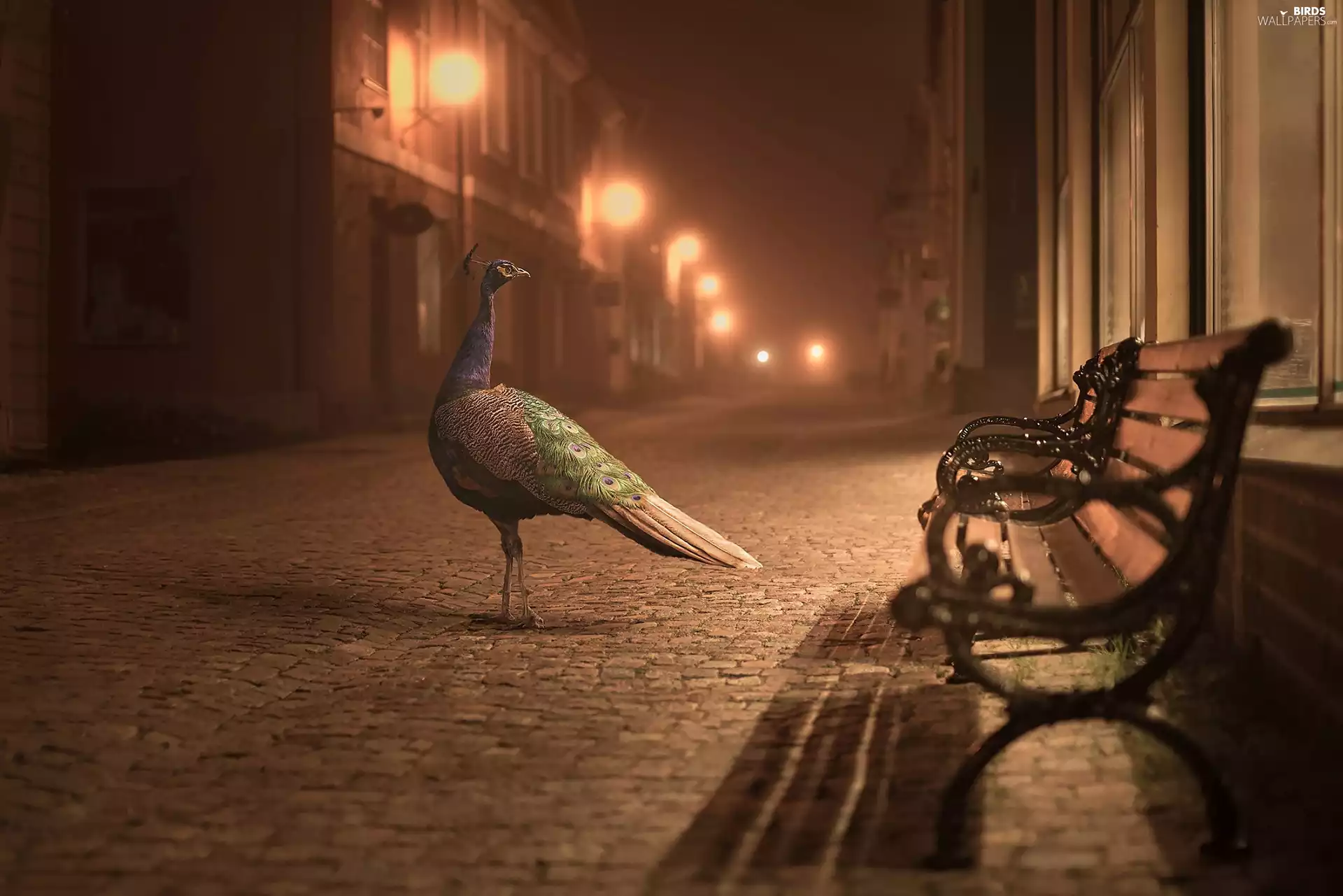 Street, Bench, peacock, evening