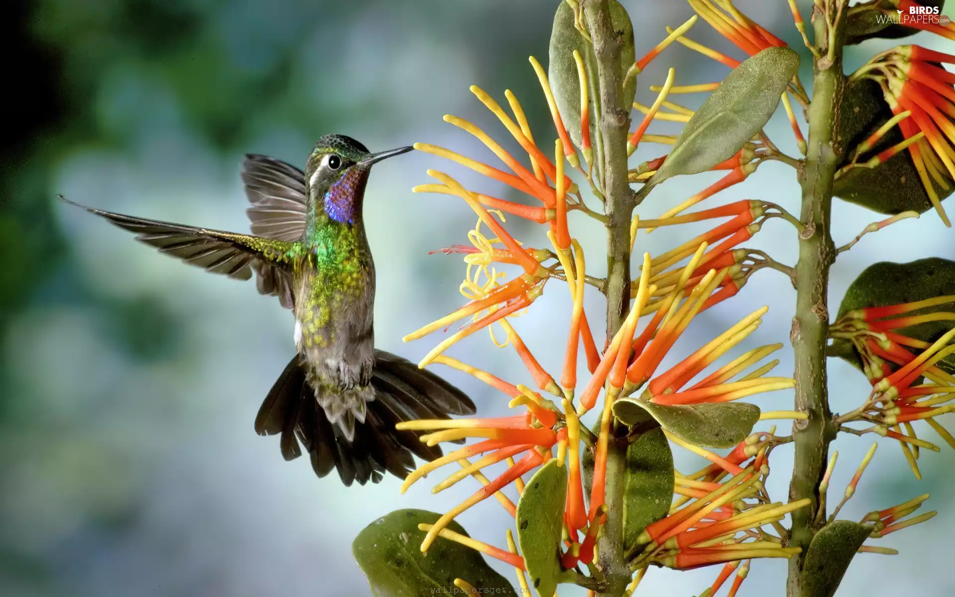 Bird, Exotic, plant, humming-bird