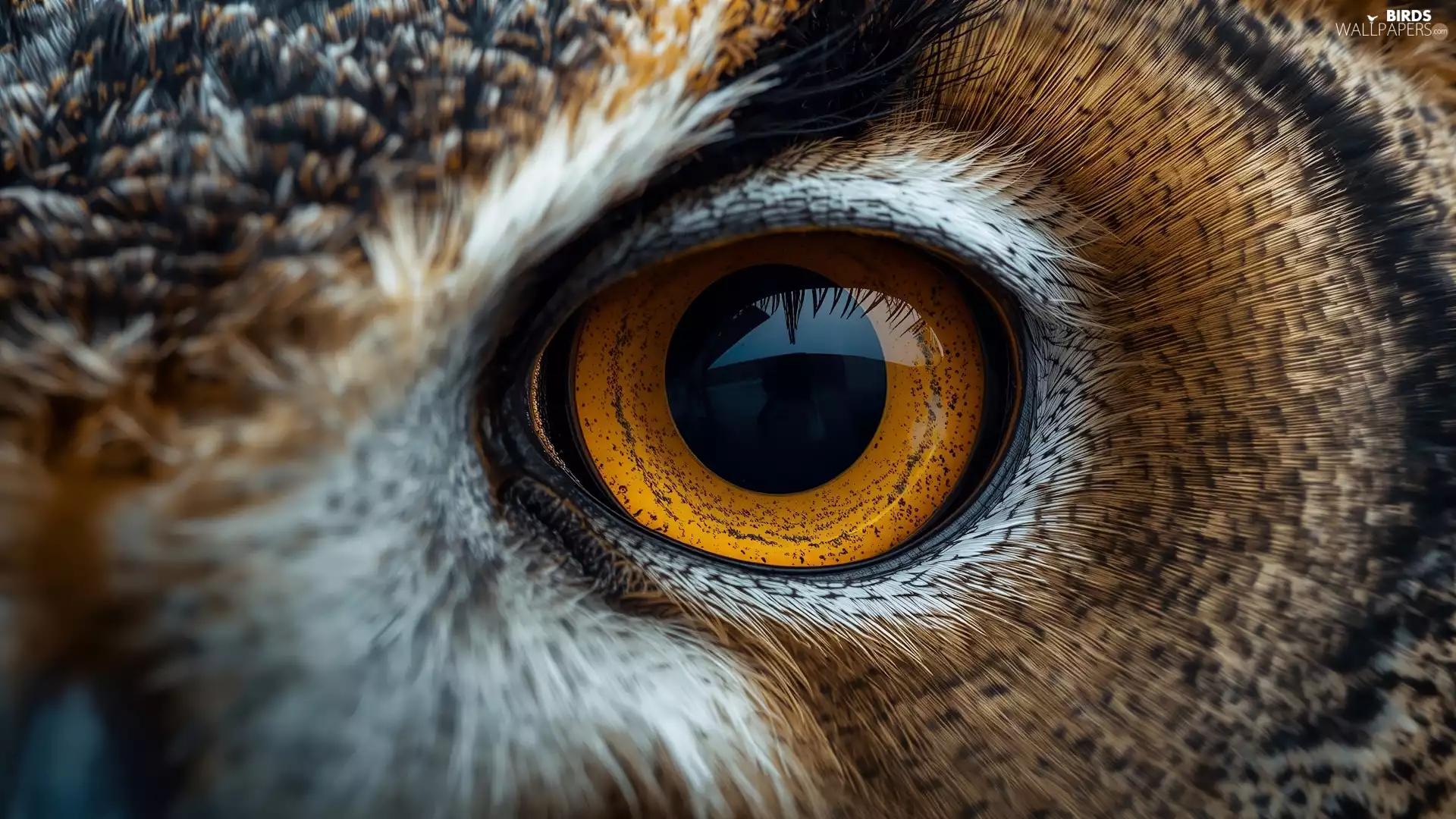 owl, eye, graphics, eagle-owl