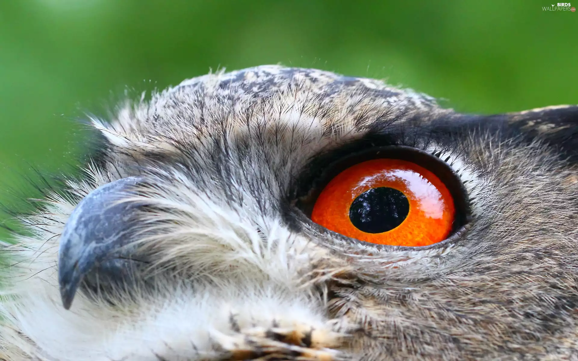 eye, Bird, owl