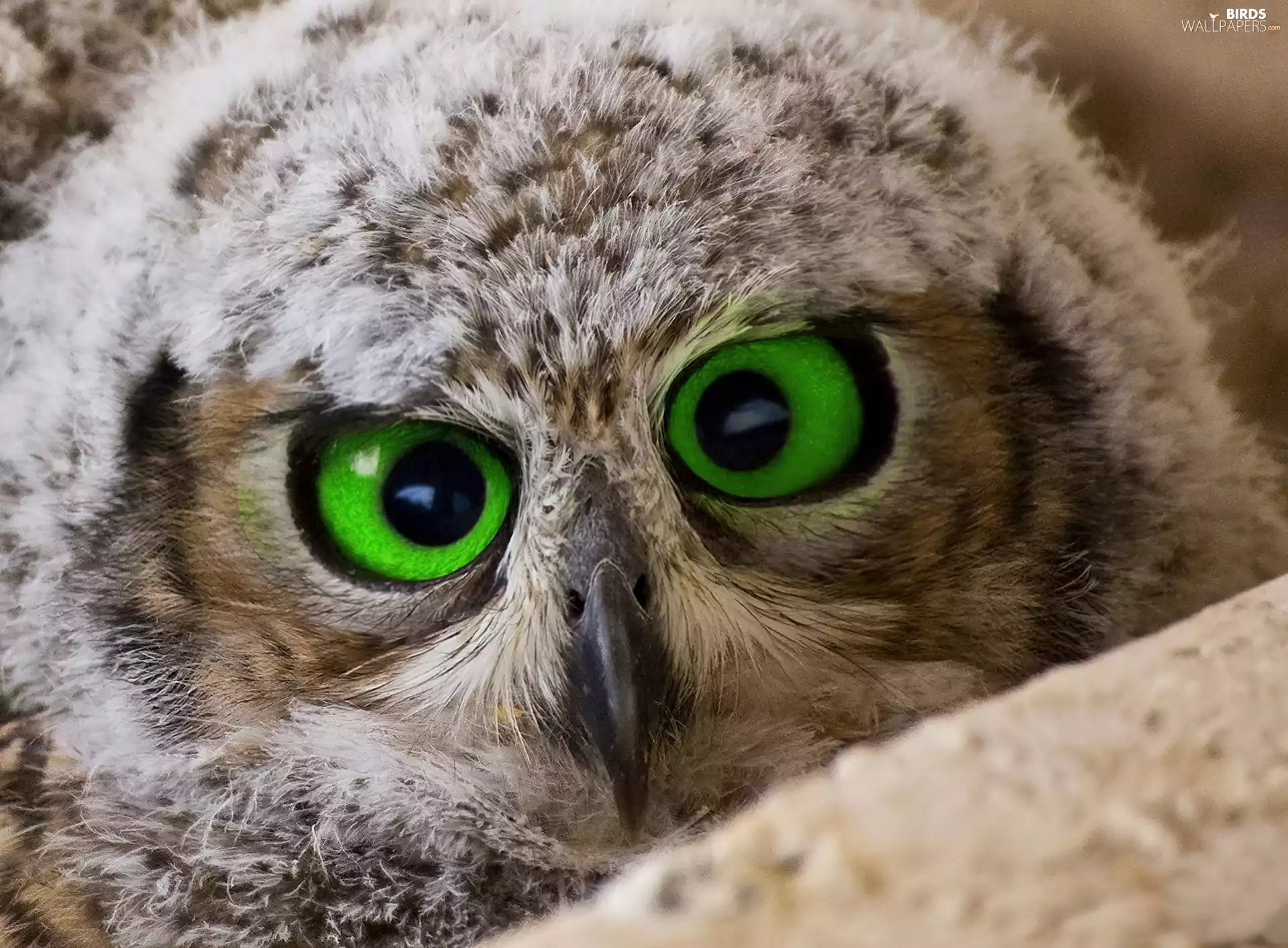 Eyes, owl, Big
