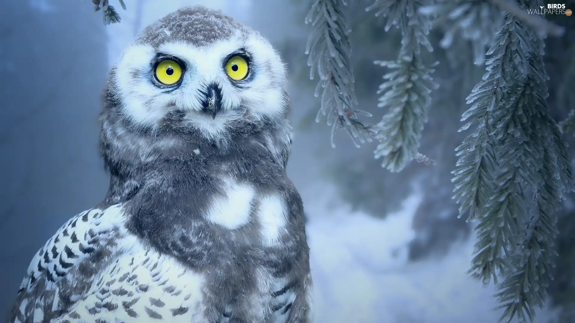 Snowy Owl, Bird, Eyes, twig, Yellow, young