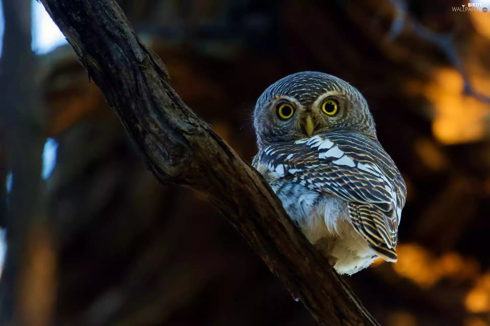 owl, Eyes, branch, Little Owl