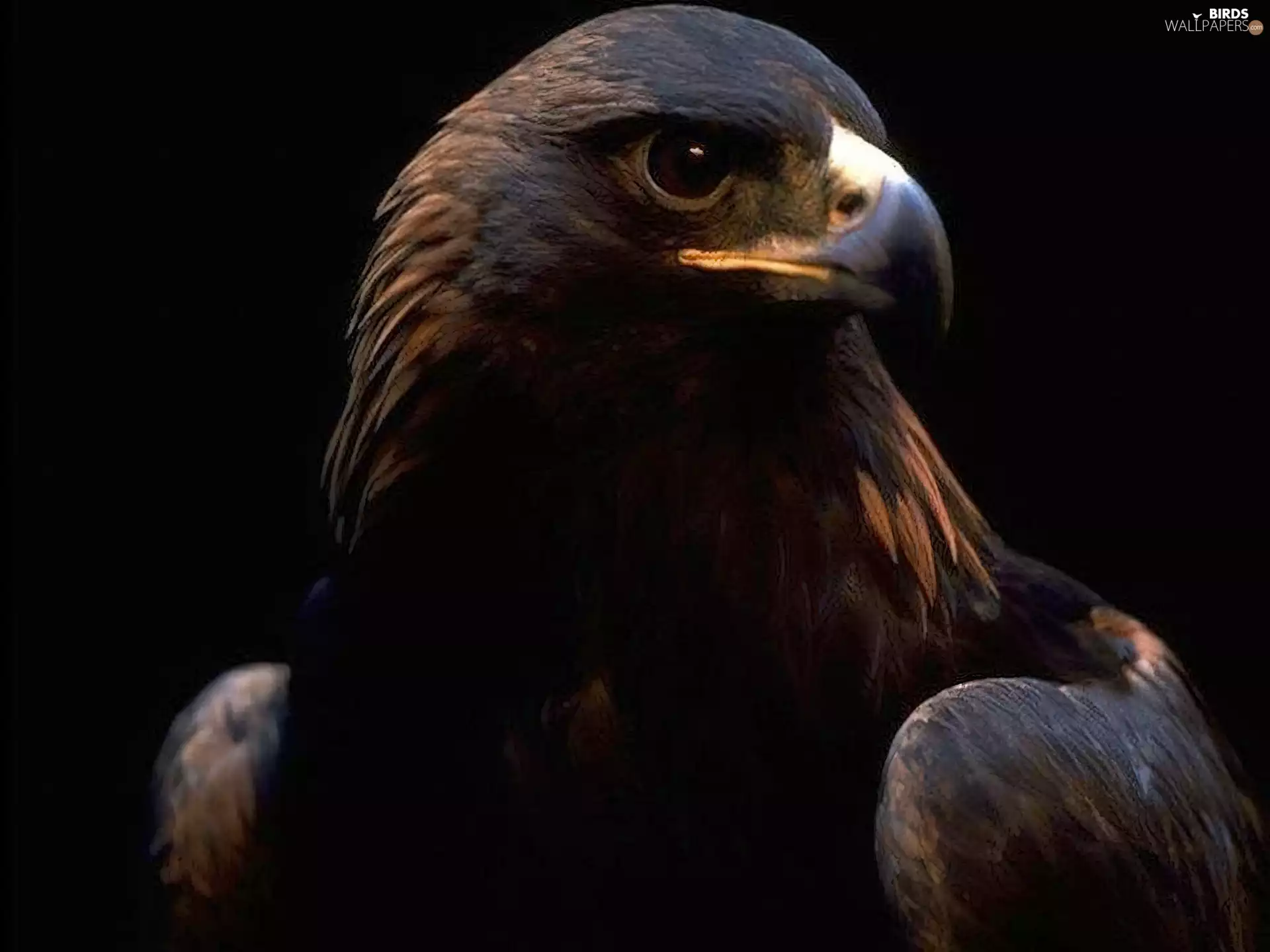 Eyes, eagle, nose