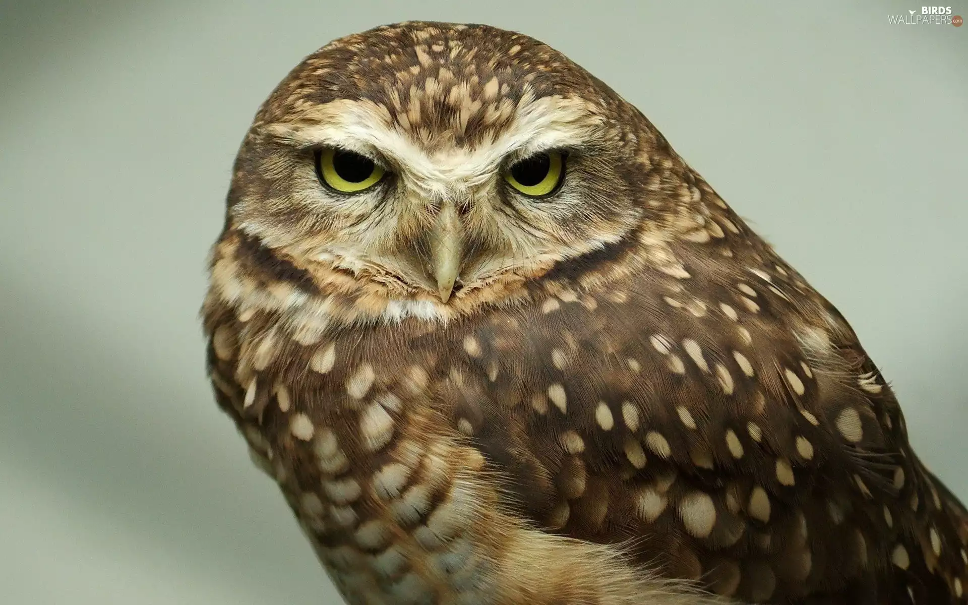 Eyes, owl, nose