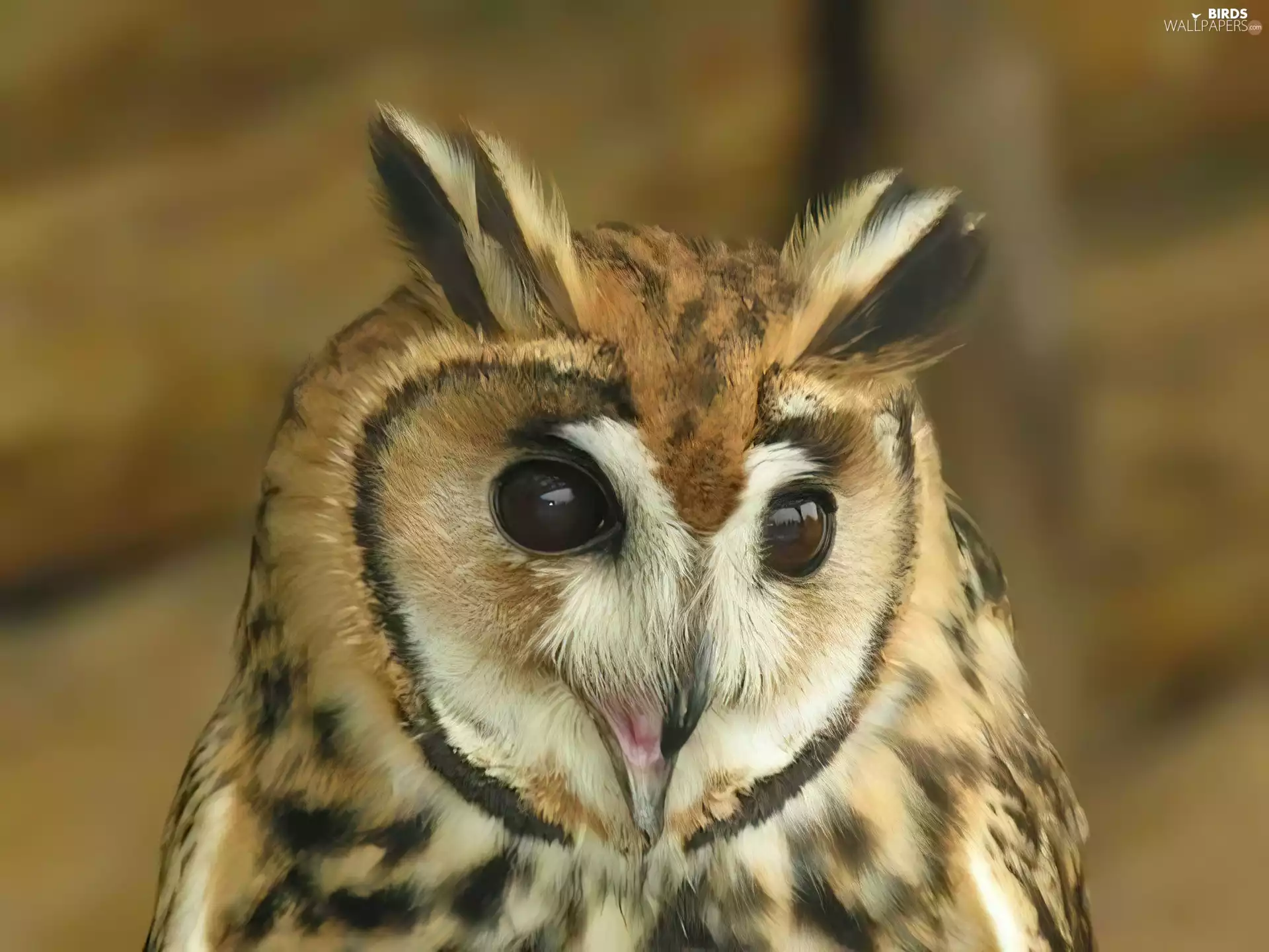 owl, Eyes, nose, eagle-owl
