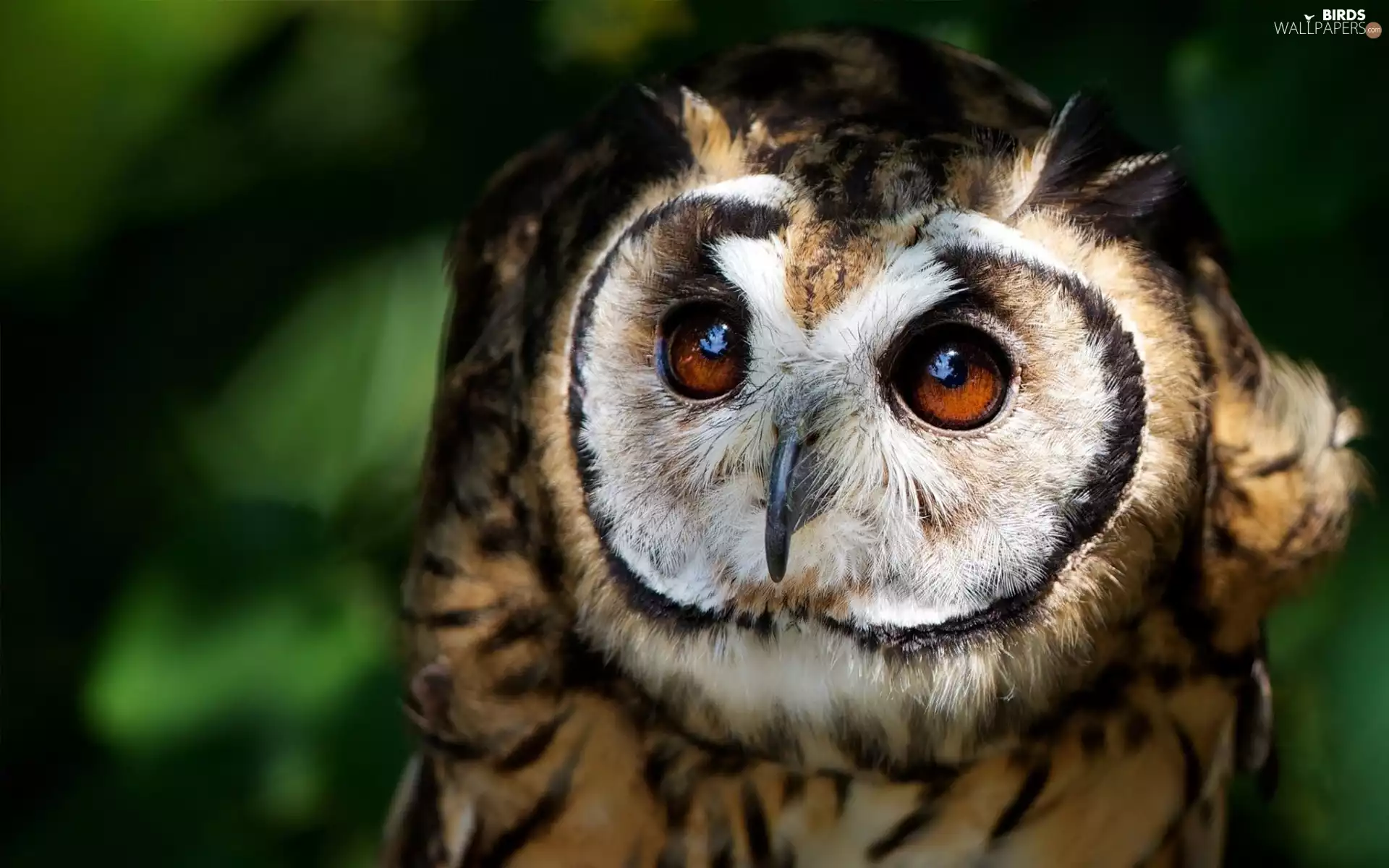 owl, nose, rapprochement, Eyes