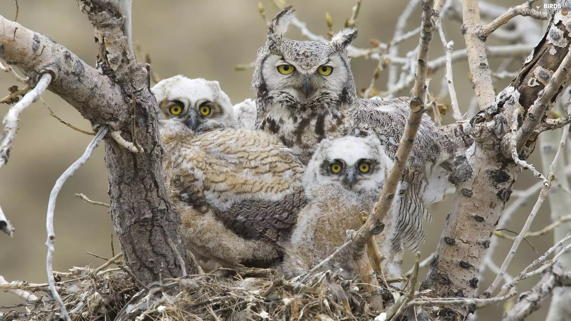 Yellow, Eyes, Owls, nest, Three