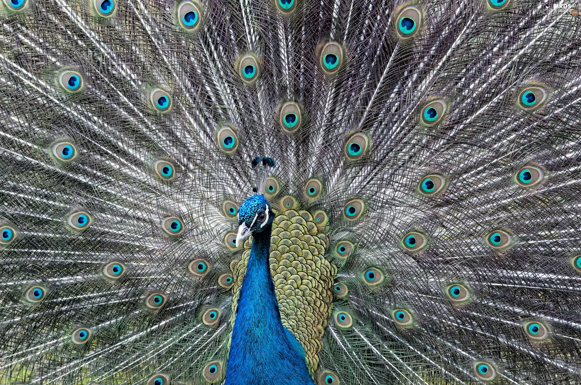 plumage, Bird, peacocks, Eyes, feather, peacock