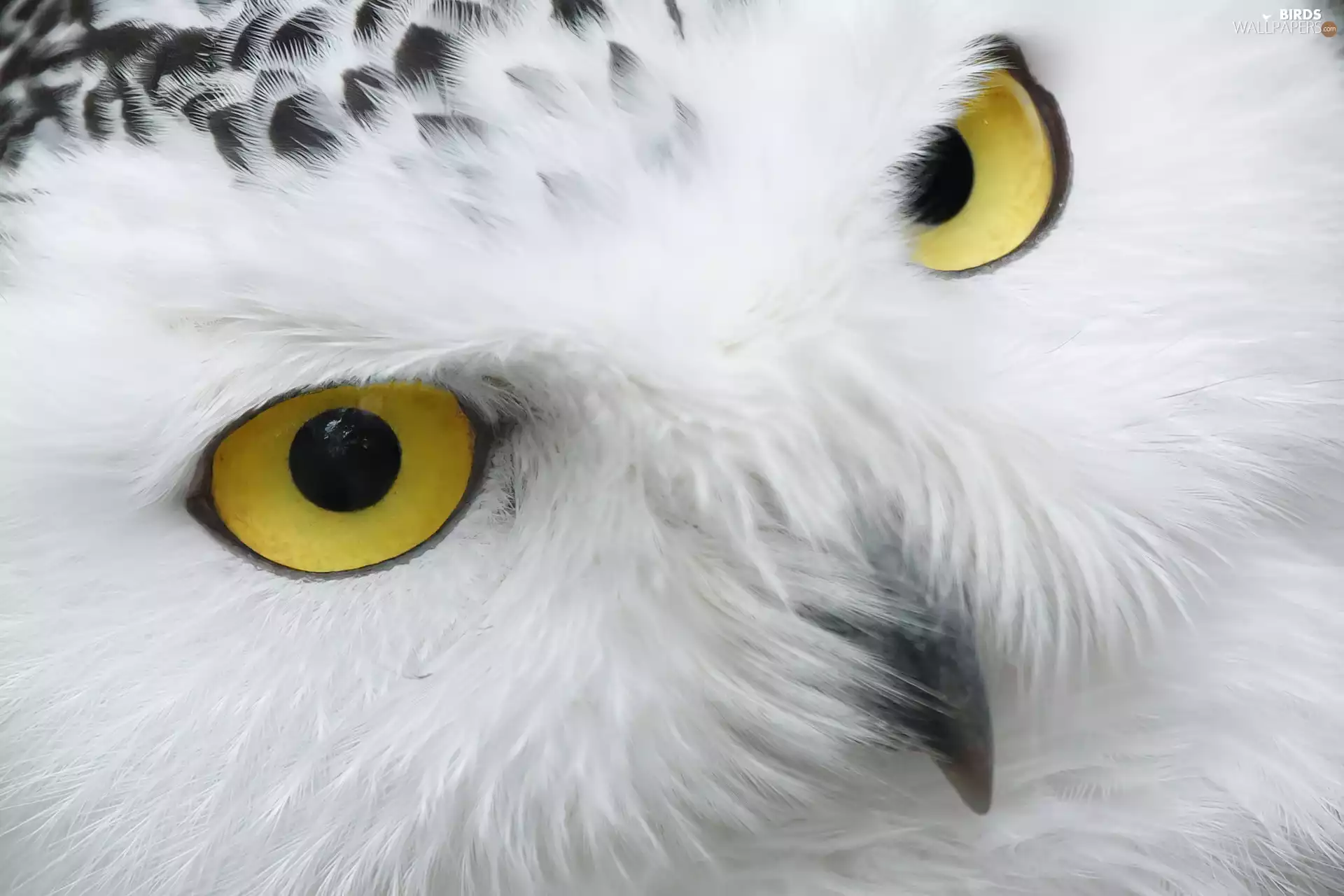 Eyes, owl, snow