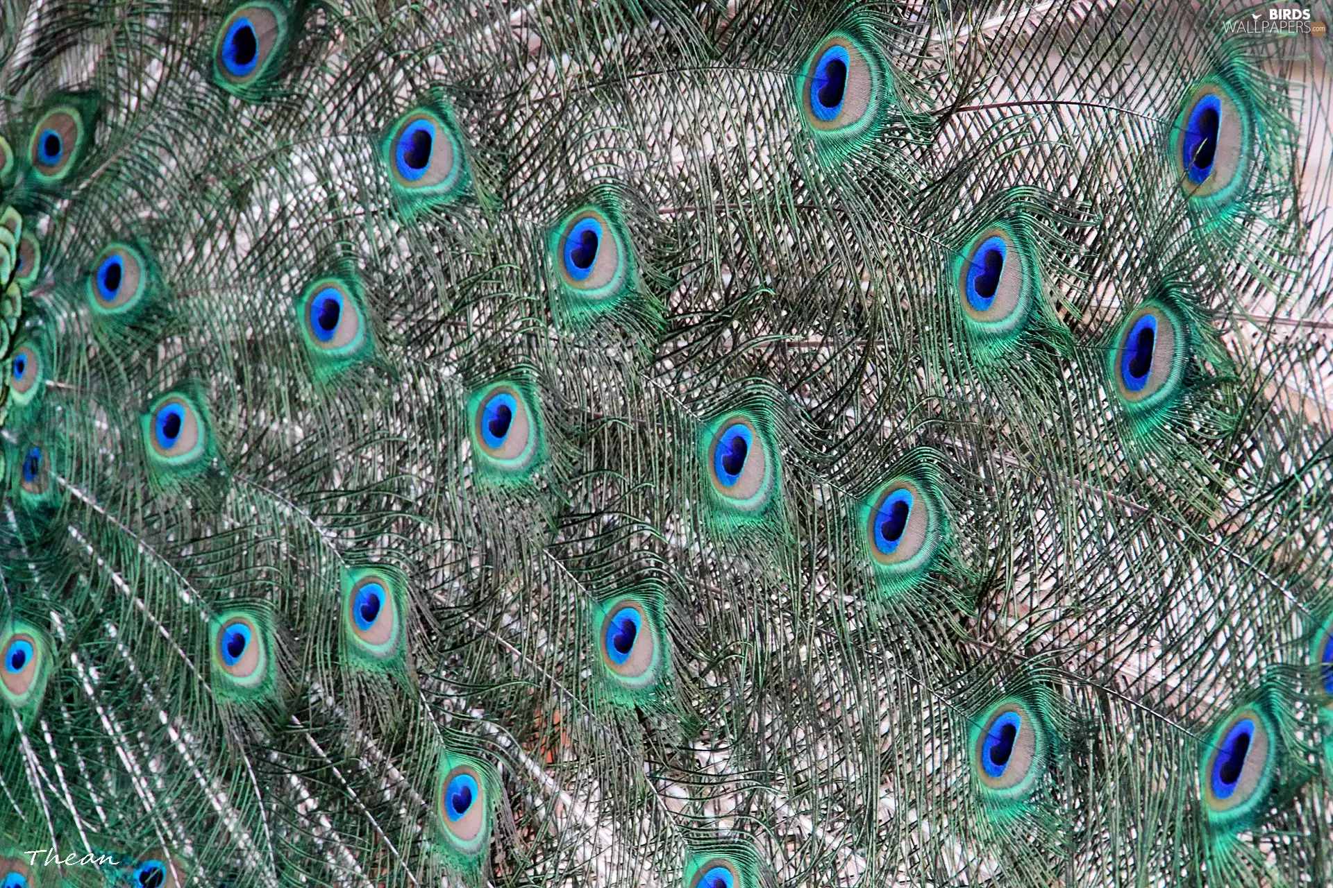 color, Eyes, tail, feather, pavonine