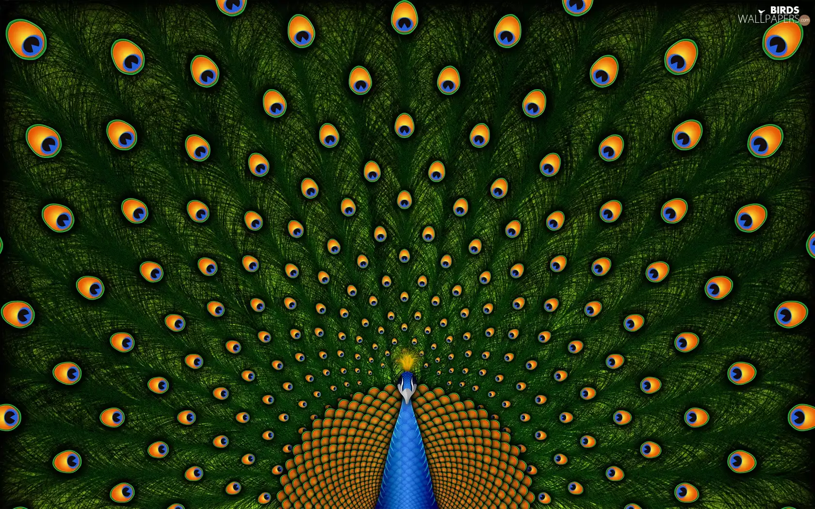 Eyes, peacock, tail