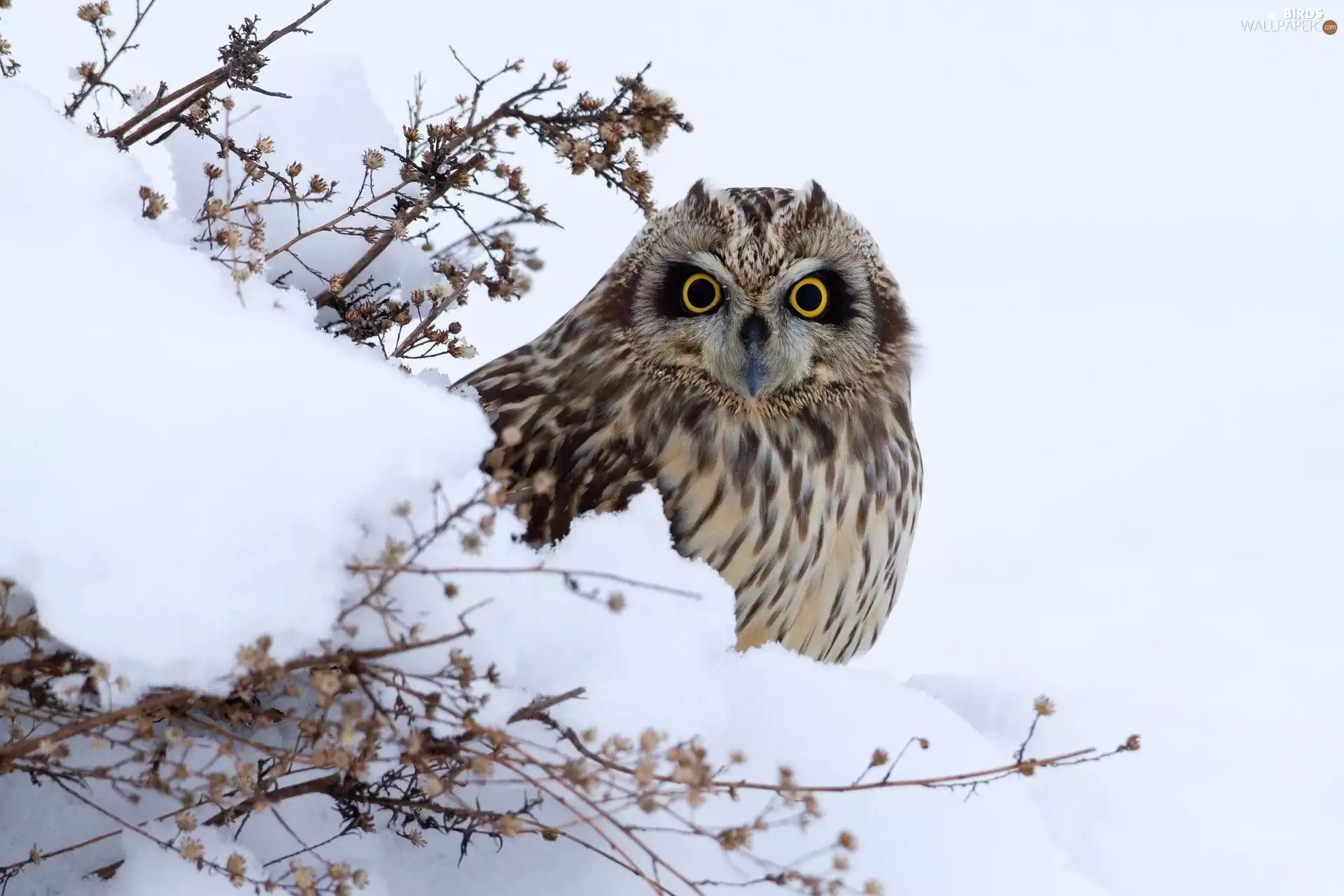 Eyes, owl, winter