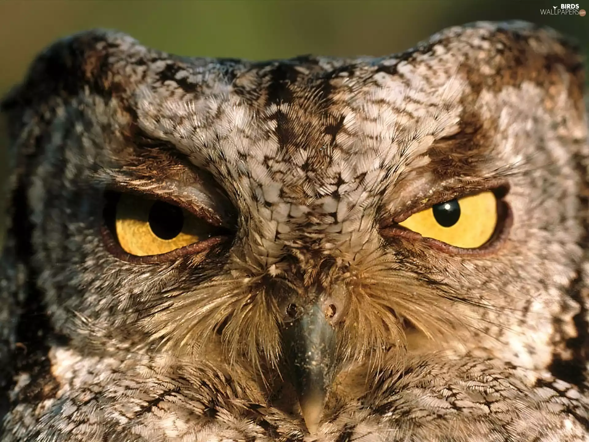 Eyes, owl, Yellow