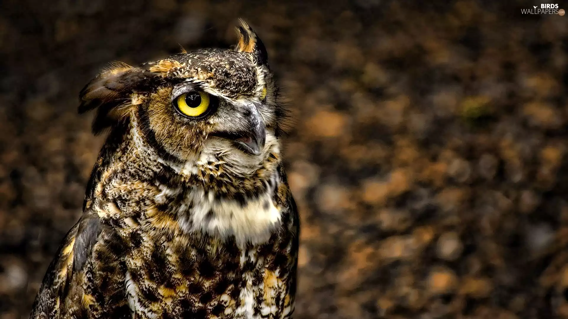 Eyes, owl, Yellow