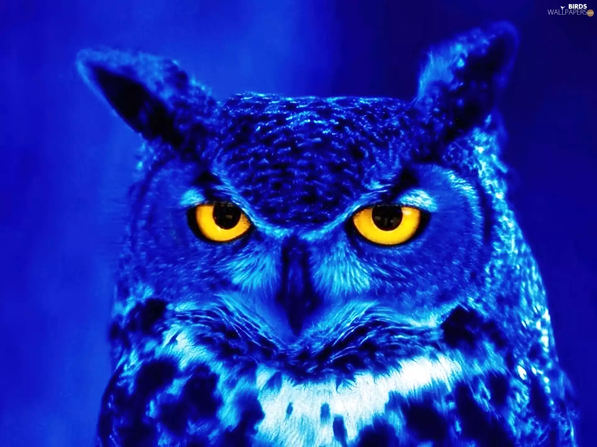 Eyes, owl, Yellow