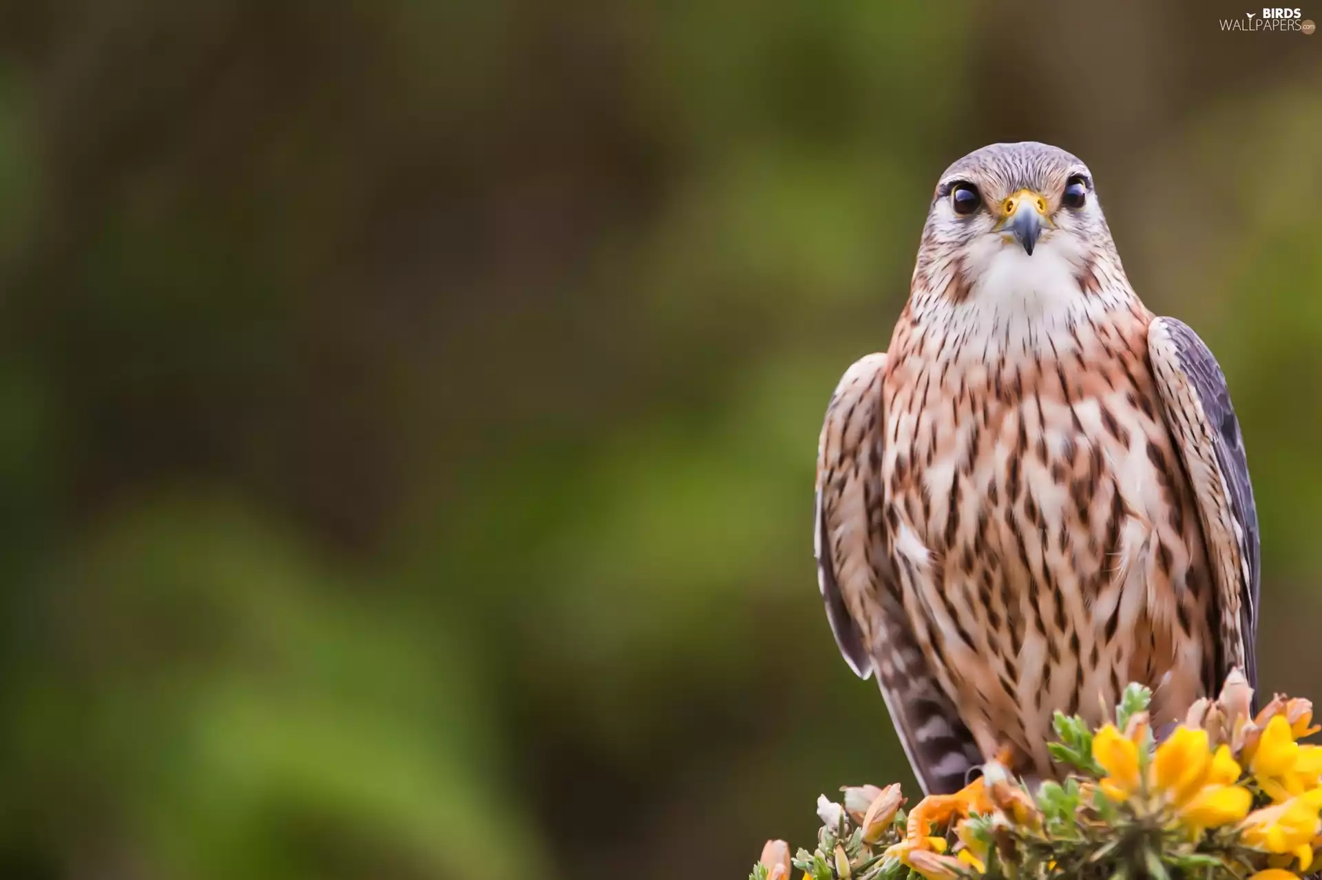 falcon, Flowers