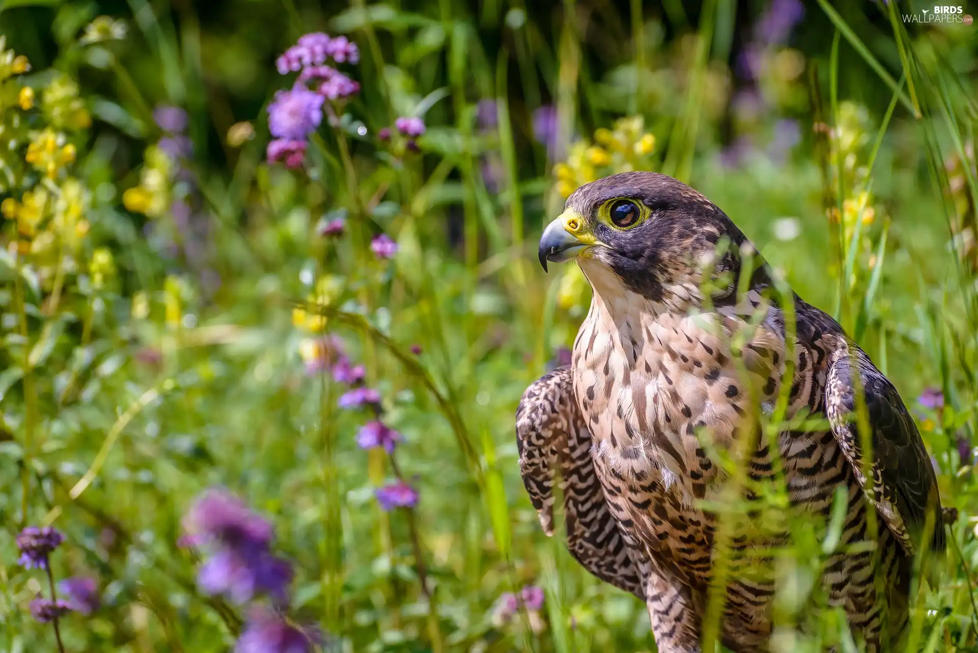 falcon, Flowers