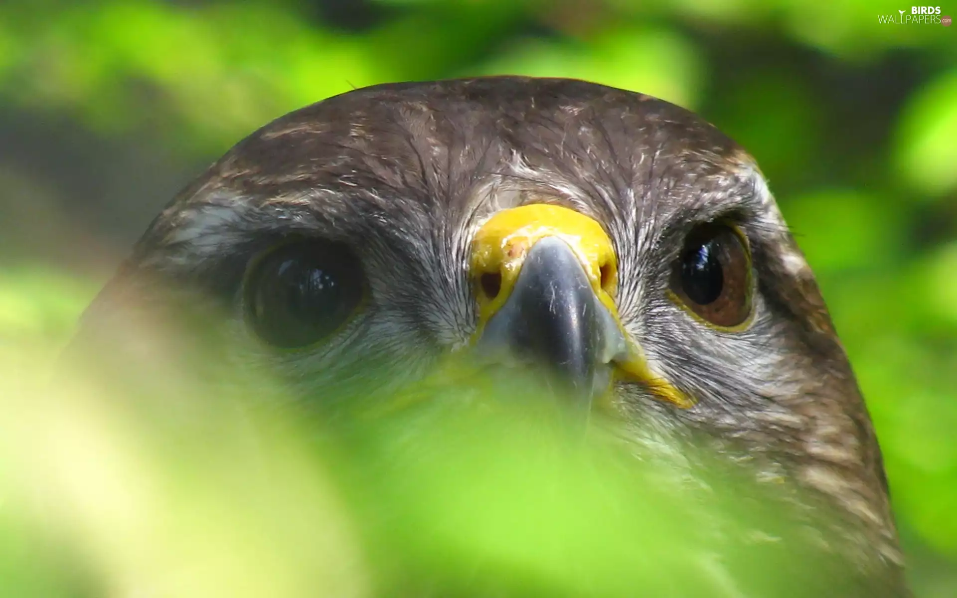 Head, Eyes, nose, Falcon